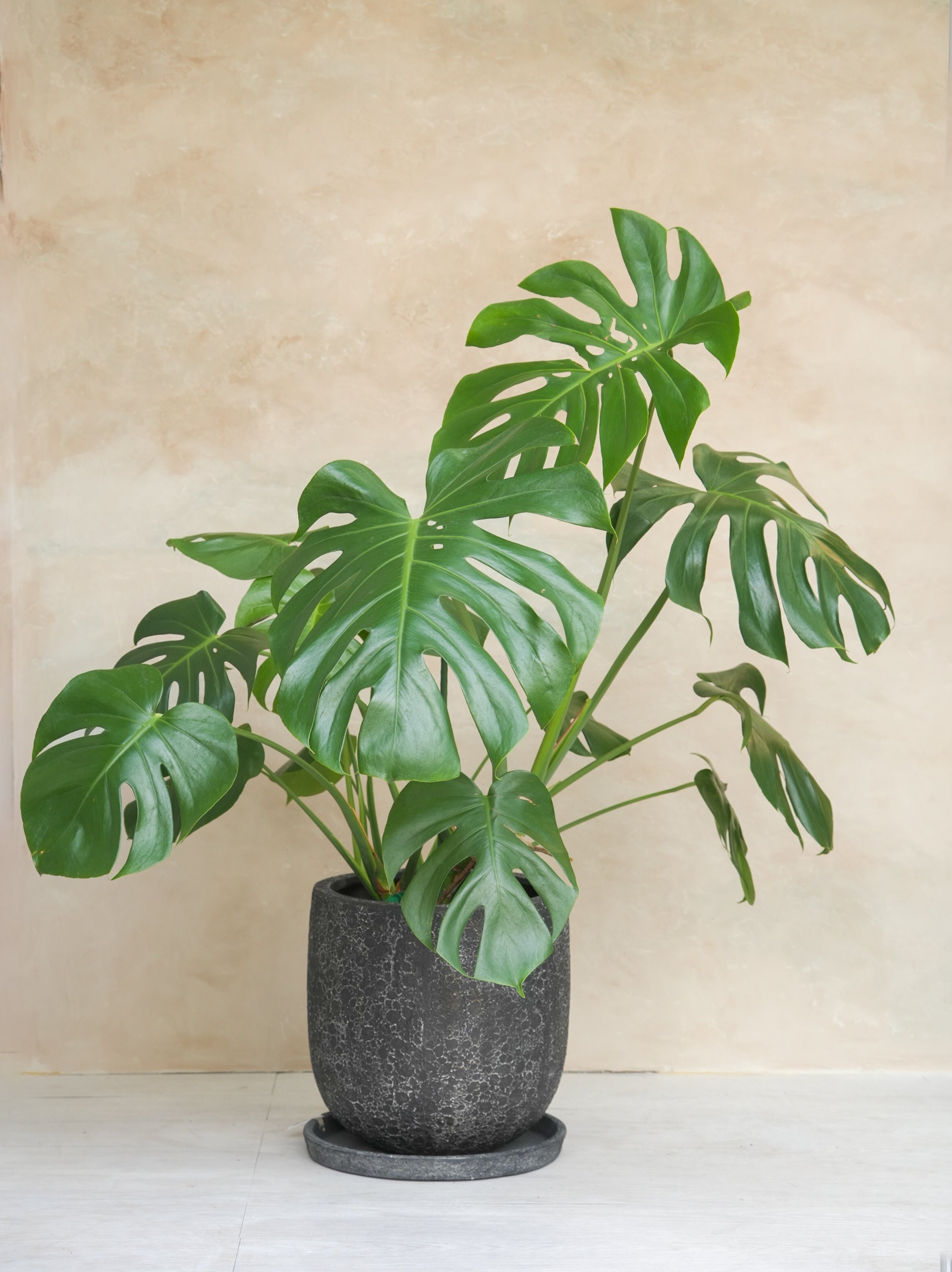モンステラ・デリシオーサ 8号｜一点限り｜観葉植物販売 mamidori