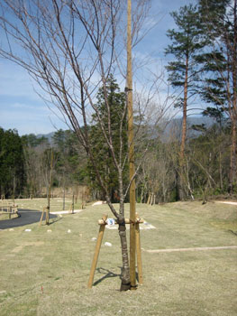 植栽用支柱 - 丸太杭 杭 松杭 丸棒杭 丸棒加工 丸太階段 丸太柵 木柵