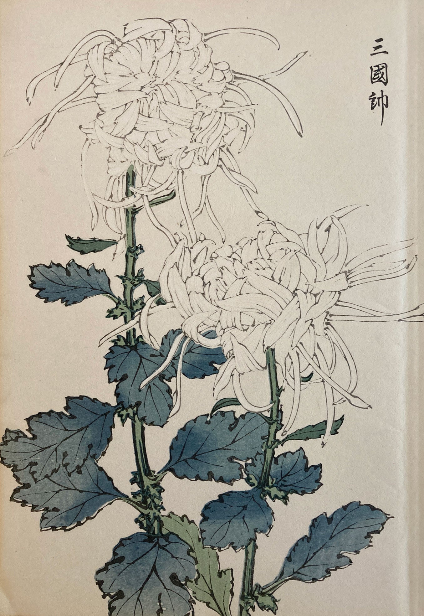 Keika Hasegawa: One Hundred Chrysanthemums Japanese Woodblock