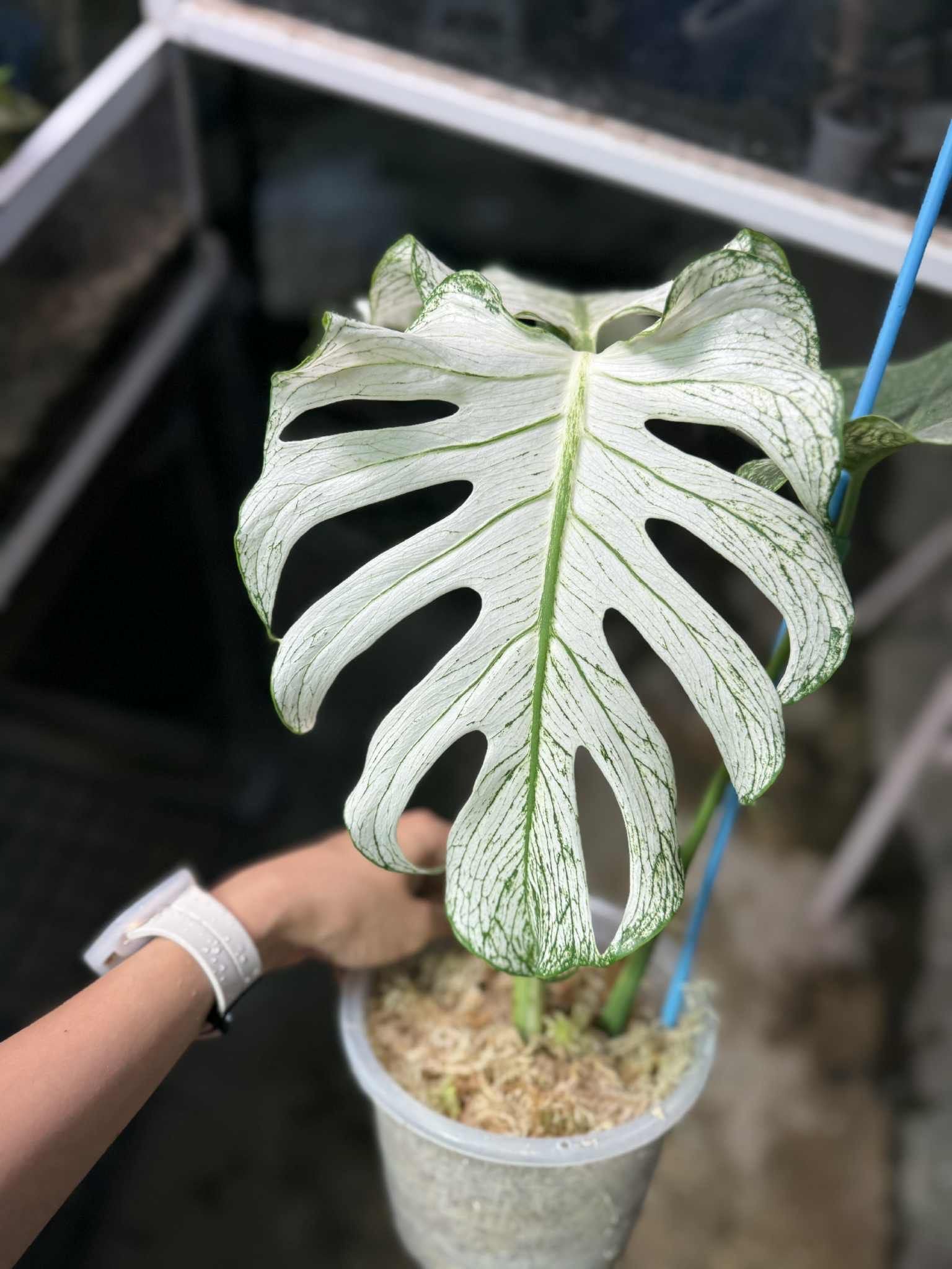 Monstera 'Devil Monster' Nr 2