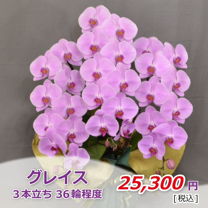 ピンク大輪胡蝶蘭 グレイス3本立ち36輪程度（つぼみ数含む） – orchisshop