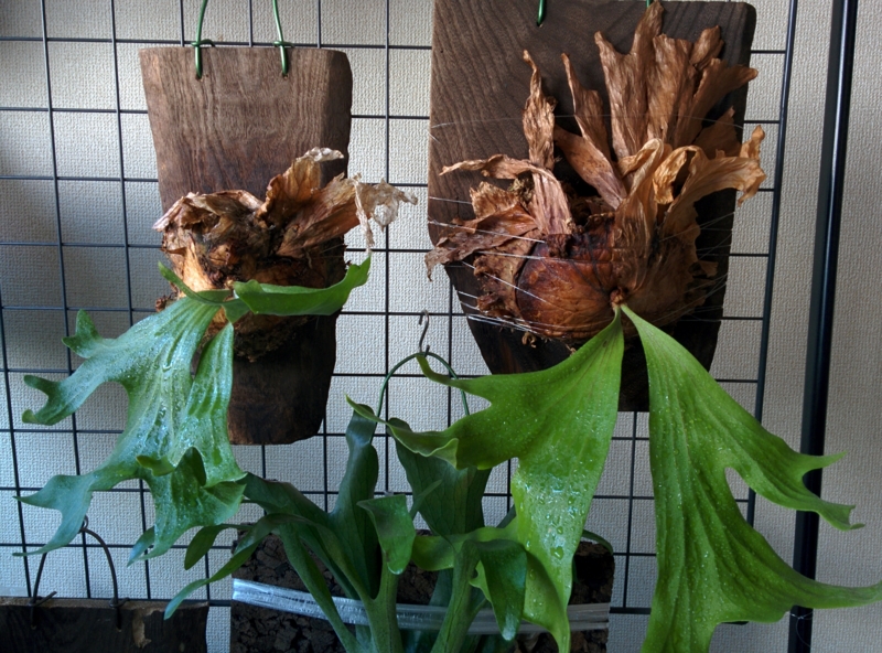 休眠したワリチーが死んだように全く動かない。 - YOSHIDA LAB's BLOG