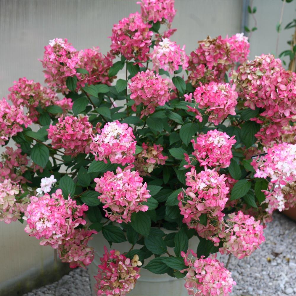 Fire Light Hydrangeas for Sale | BrighterBlooms.com