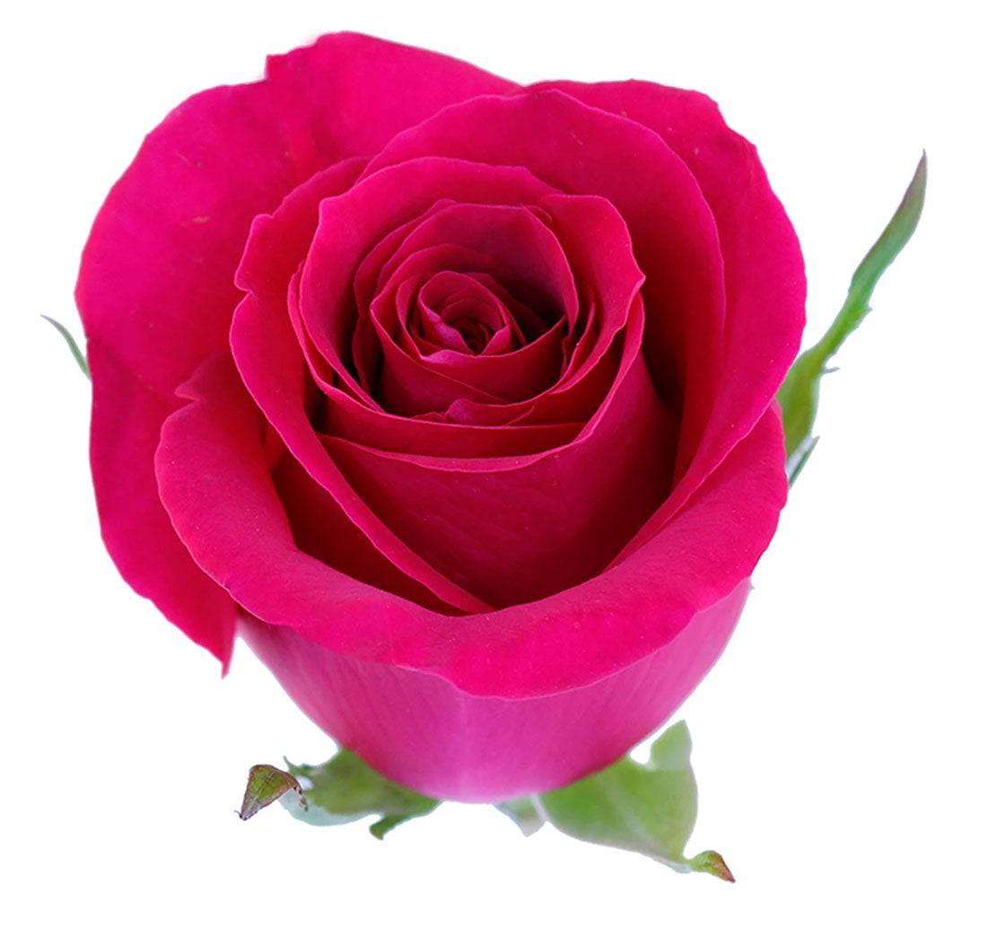 Rose, Hot Pink Pizzazz – Lovingly Charlotte Flower Market