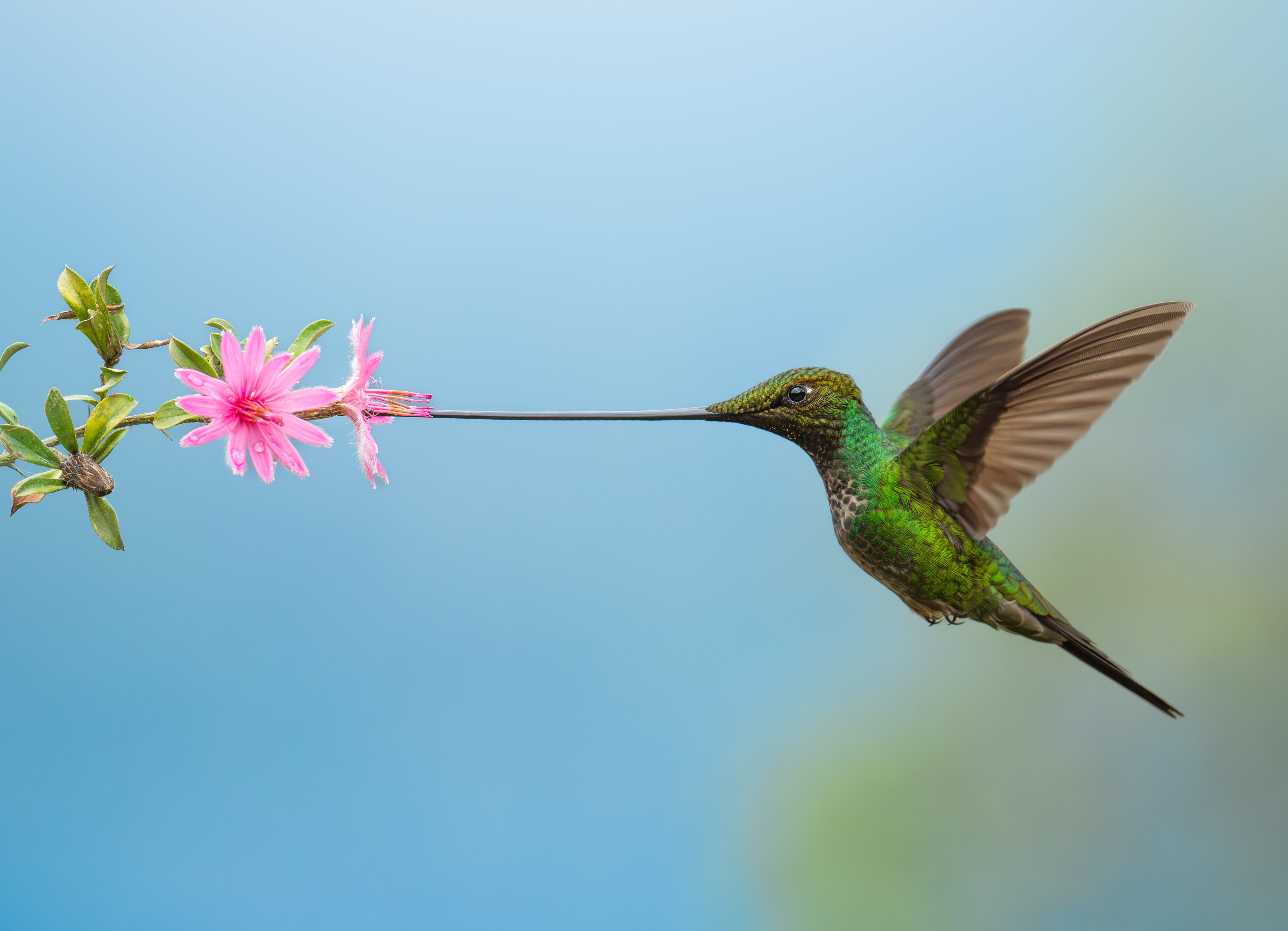 SwordBilledHummingbird.jpg?v=