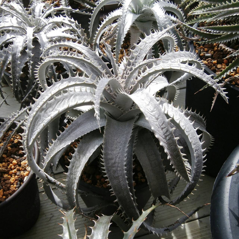 ディッキア成長記録まとめ：ディッキア・パラライズ（Dyckia 'Paralyse