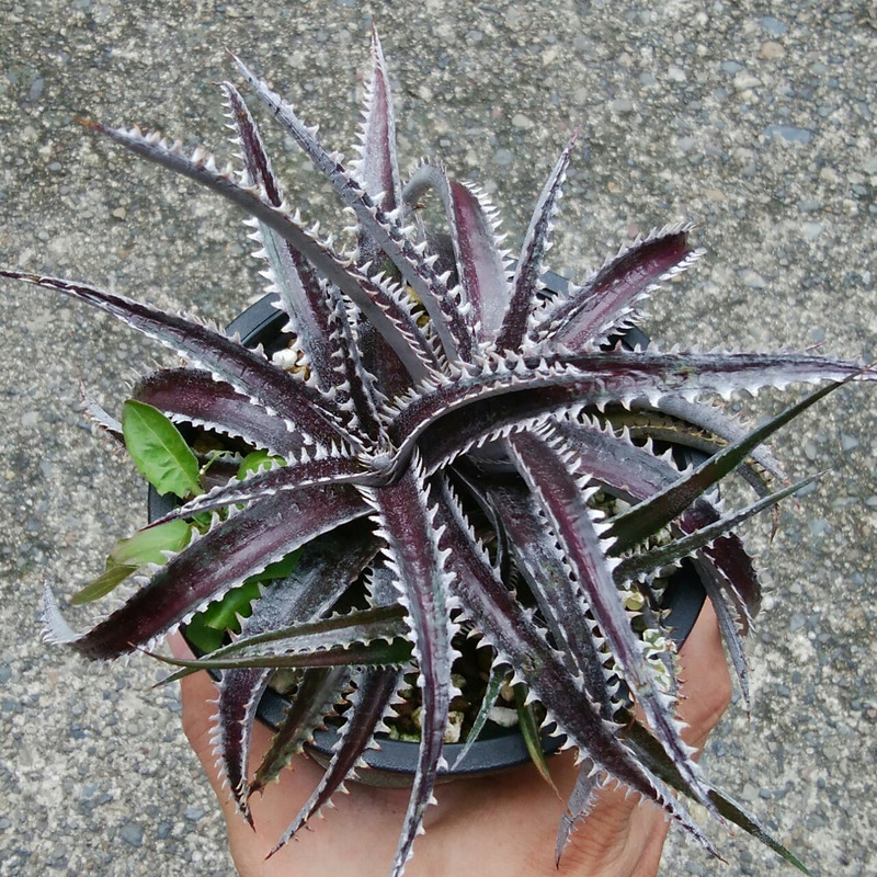 ディッキア成長記録：Dyckia 'Zinfandel' #8 x 'AAA'編 | Dyckia Maniax