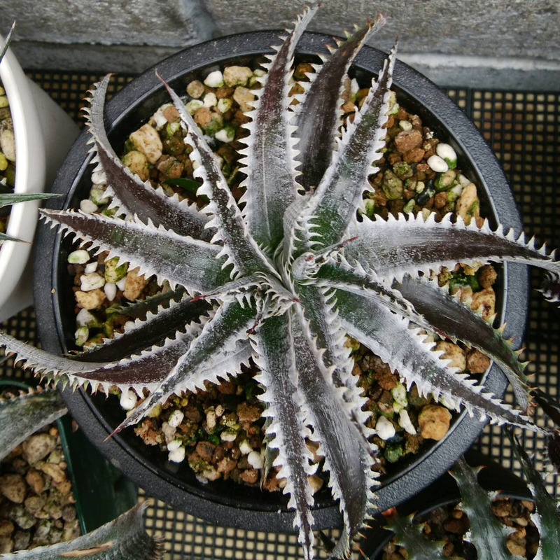 ディッキア成長記録：Dyckia 'Zinfandel' #8 x 'AAA'編 | Dyckia Maniax