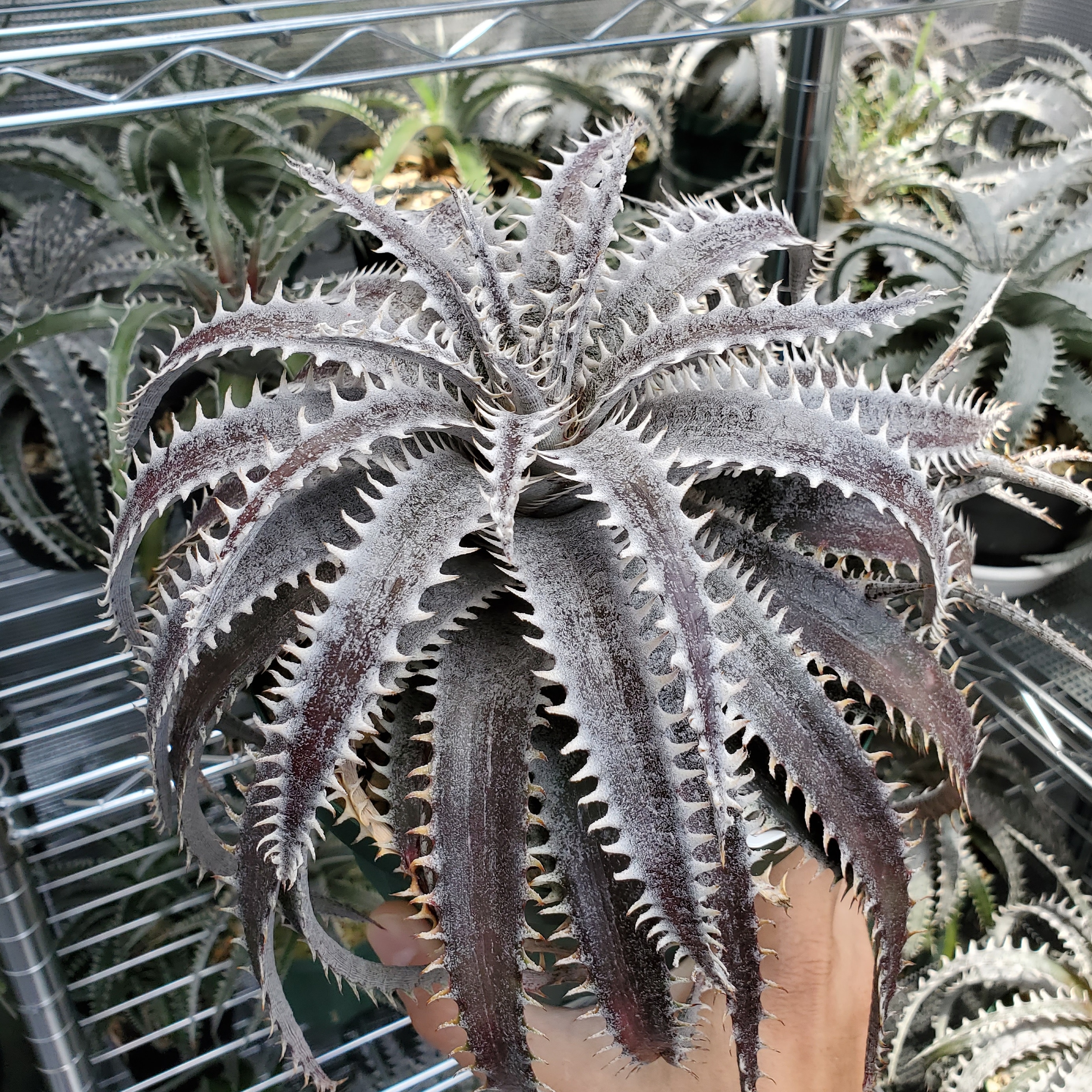 ディッキア Dyckia Code NW-44 Bill Baker ⑶ ディッキア（Dyckia