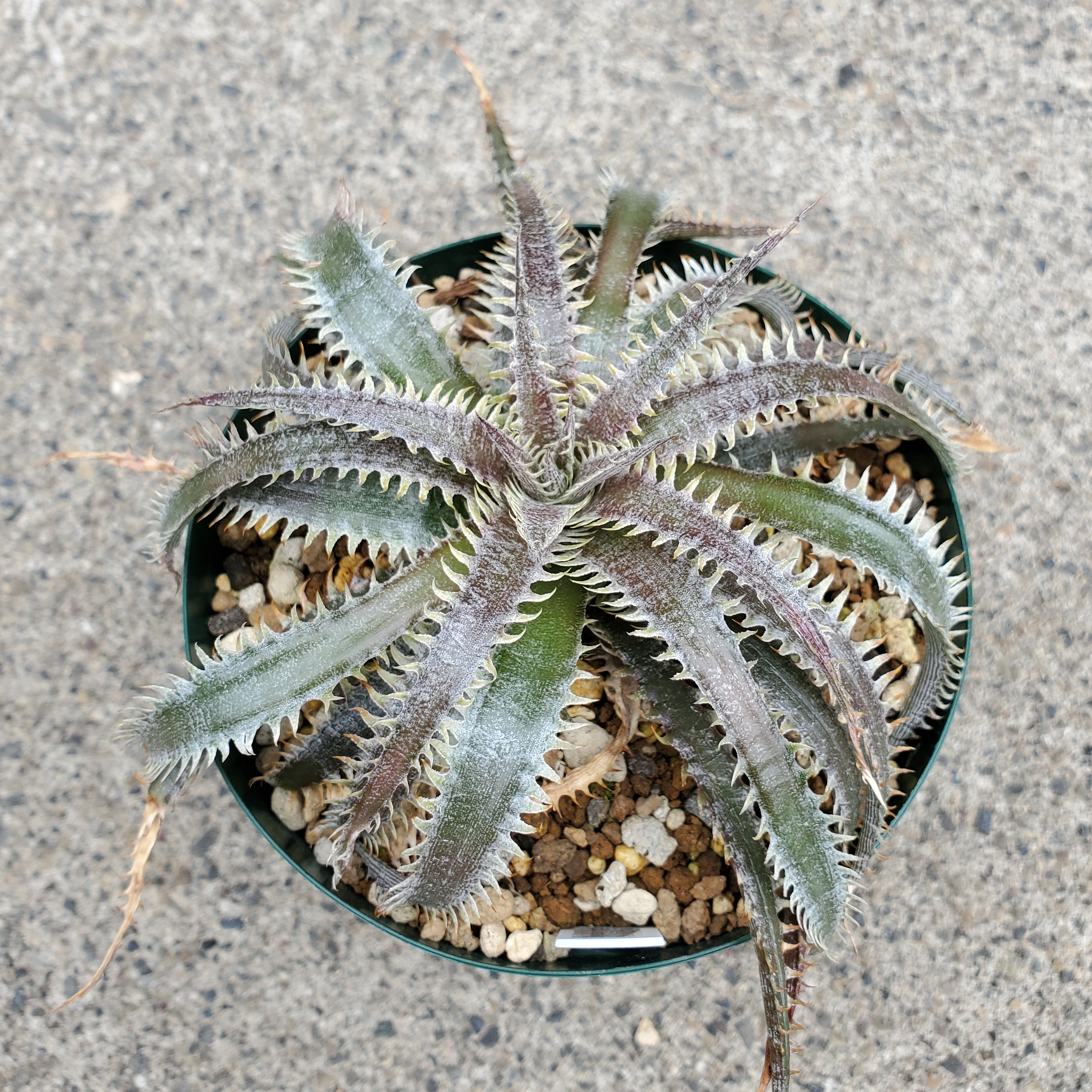 ディッキア・パープル・シルバー・ボール：Dyckia 'Purple Silver Ball