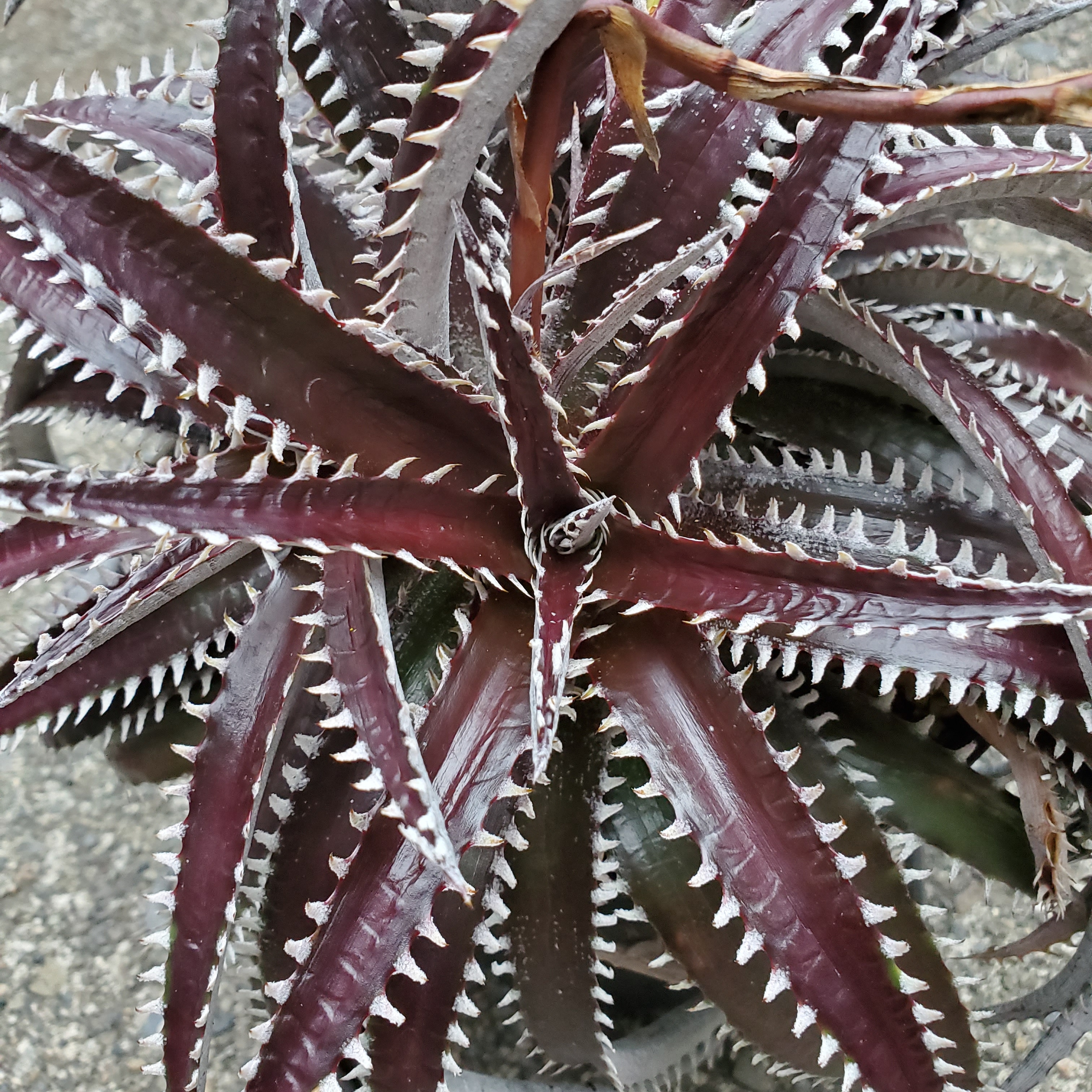 ディッキア・アリゾナ：Dyckia 'Arizona' | Dyckia Maniax