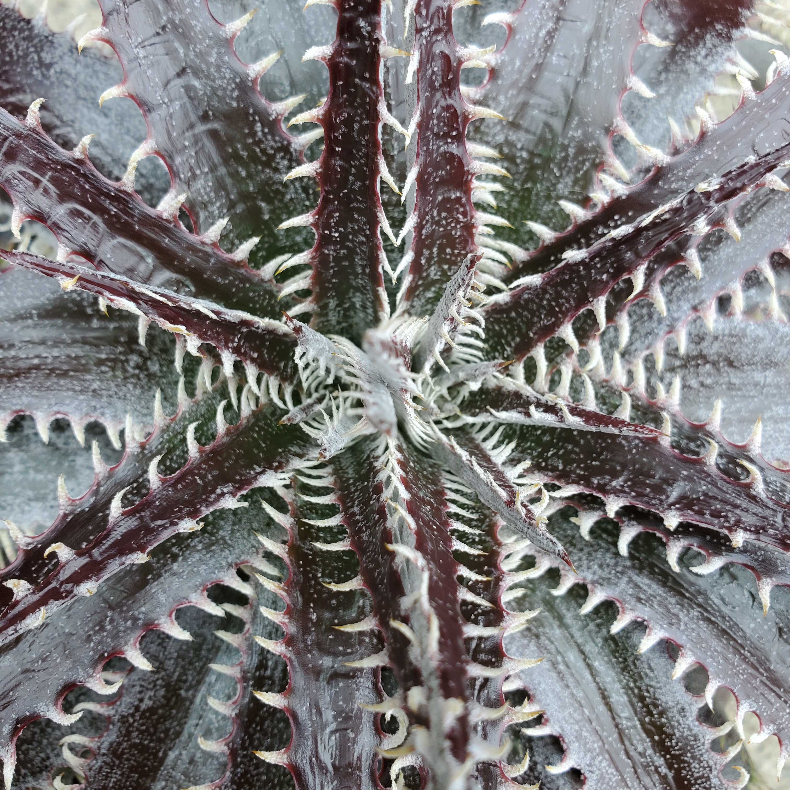 ディッキア・ビルベイカー：Dyckia 'Bill Baker' | Dyckia Maniax