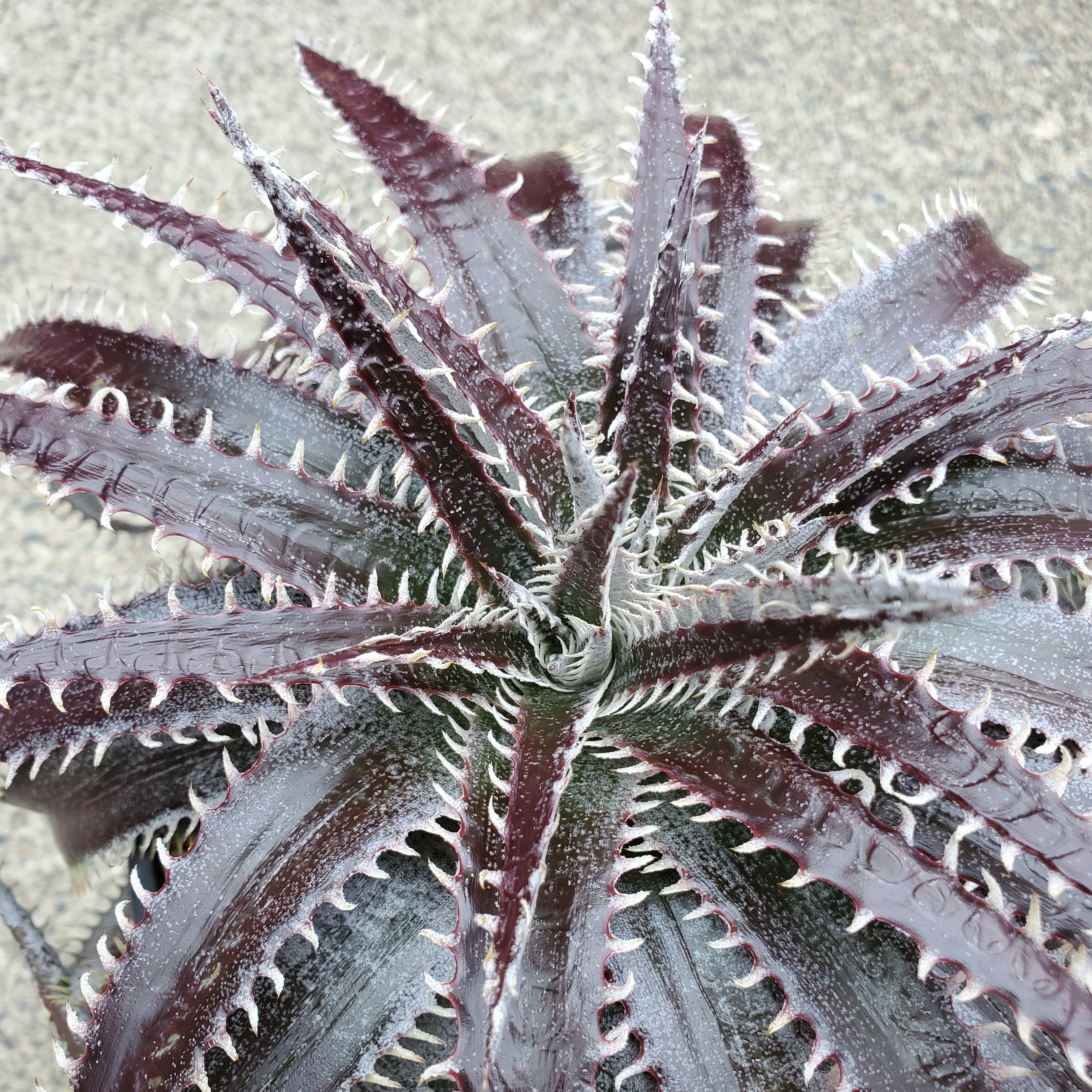 ディッキア・ビルベイカー：Dyckia 'Bill Baker' | Dyckia Maniax