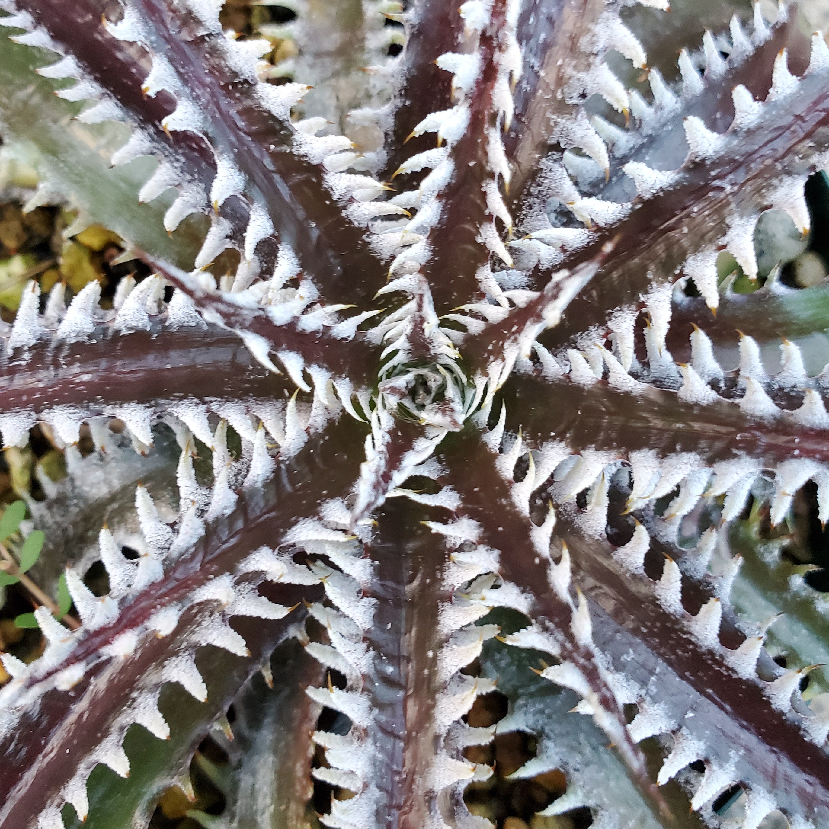ディッキア：Dyckia ('Brittle Star' F3 #D011 x 'Bangkok Star') x