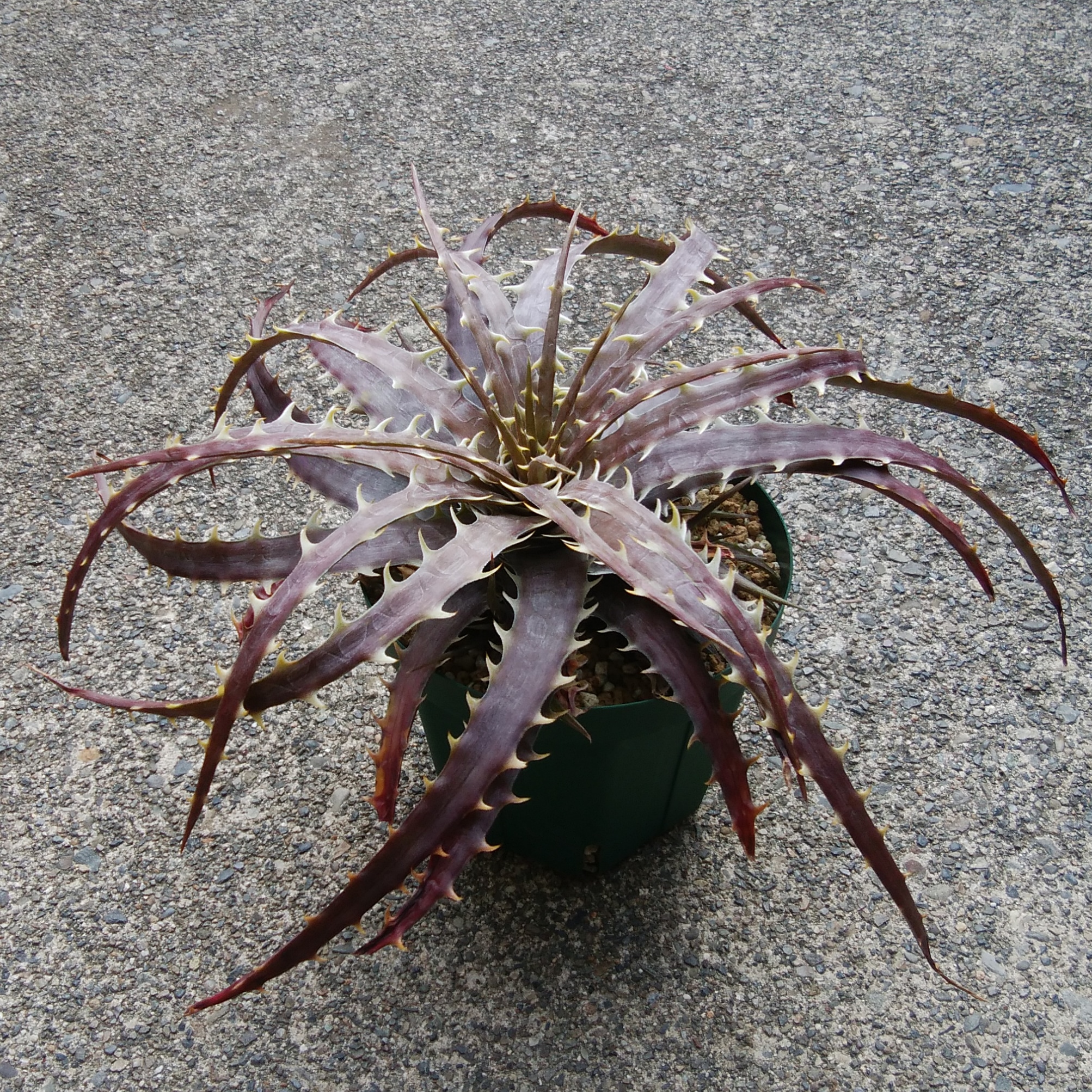 ディッキア・ベアテアエ（Dyckia beateae 'Red Clone'） | Dyckia Maniax