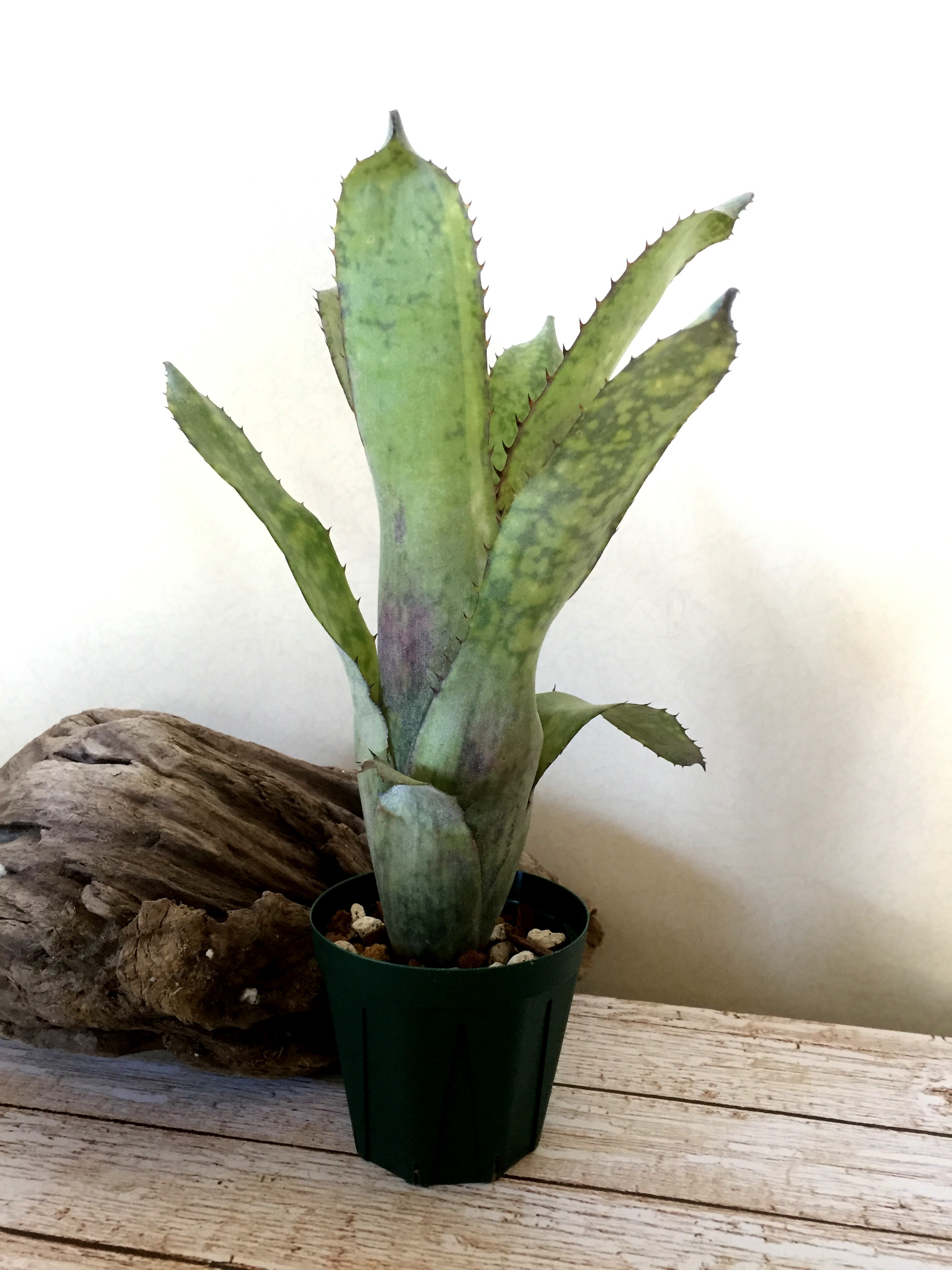 ビルベルギア・アラカイ BillBorgia 'Alaka′i'(Bill.sanderiana × Bill