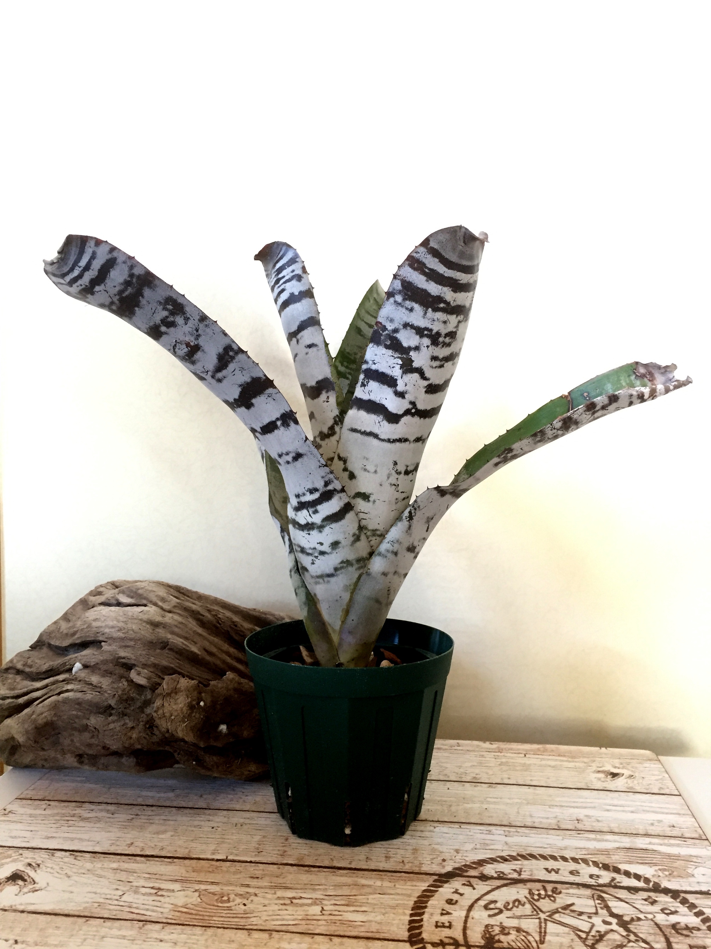 エクメア・チャンティニー・ブラックアイス Aechmea chantinii 'Black