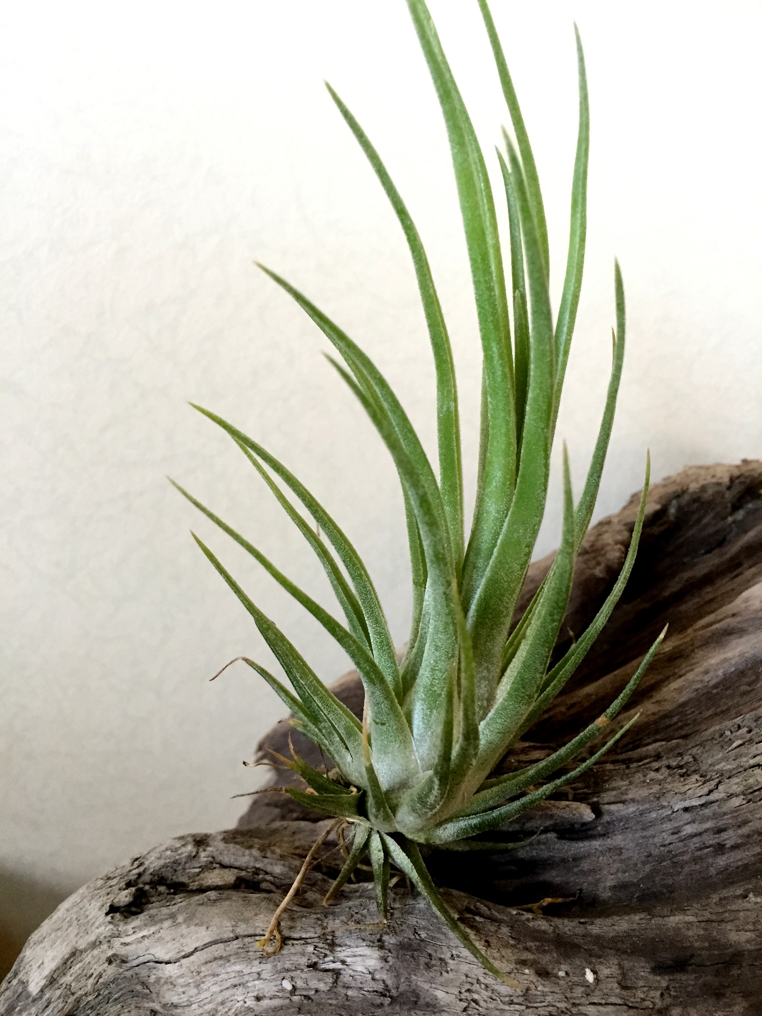 Frontier Plants】8月19日入荷予定分 チランジア93種紹介 交配種