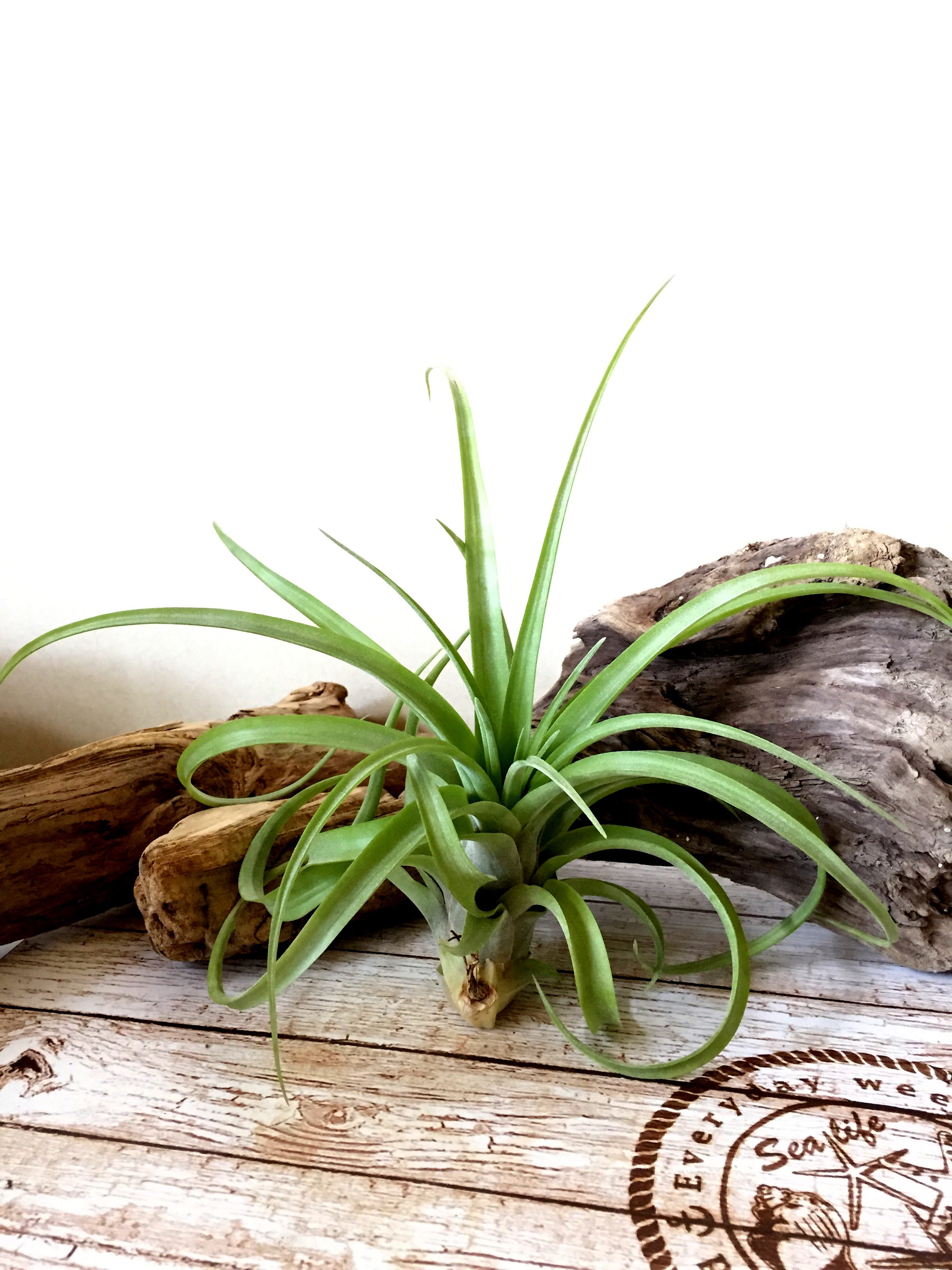 Frontier Plants】8月19日入荷予定分 チランジア93種紹介 交配種