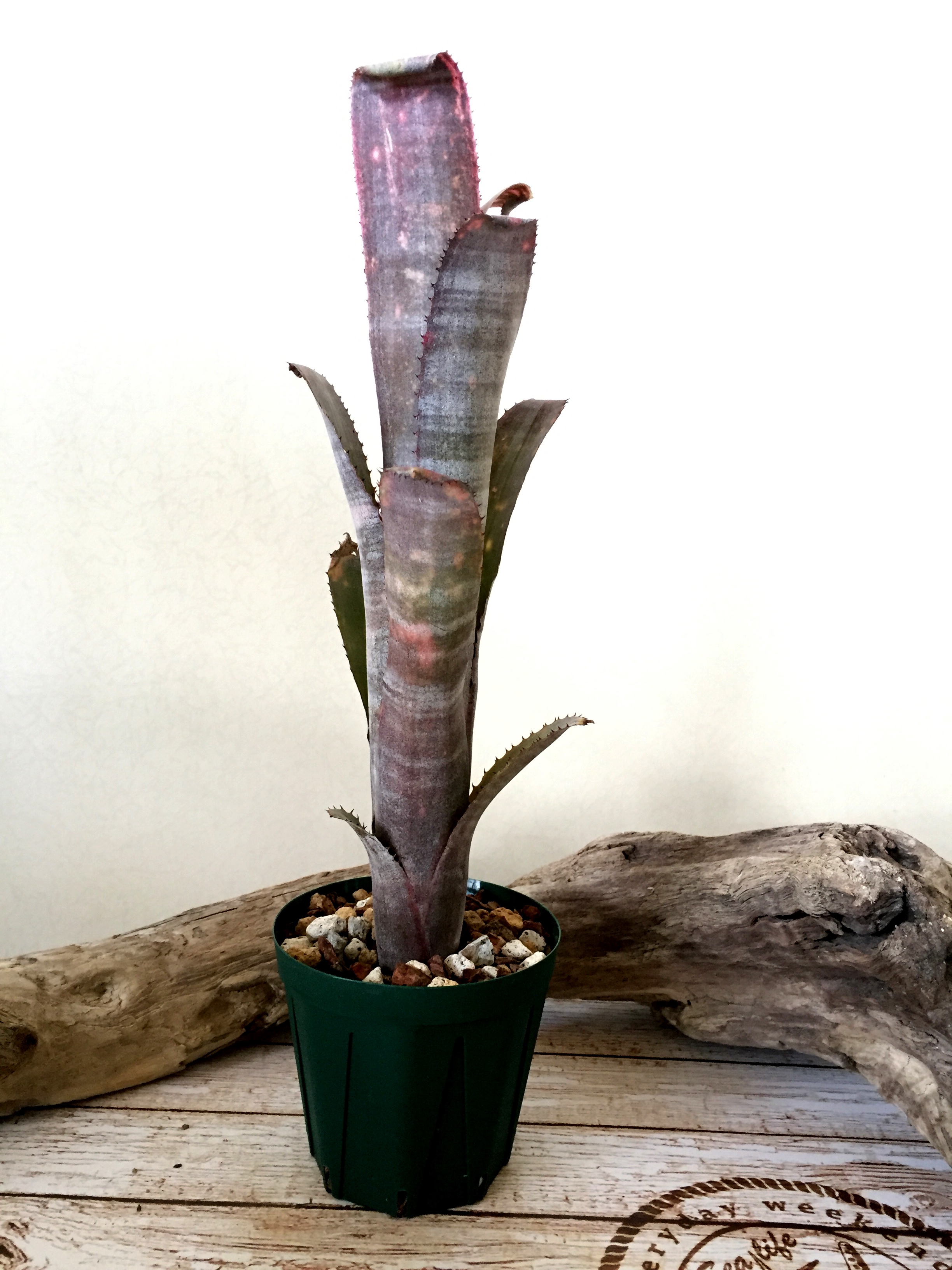 Frontier Plants】9月2日入荷予定分のブロメリア紹介【フロンティア