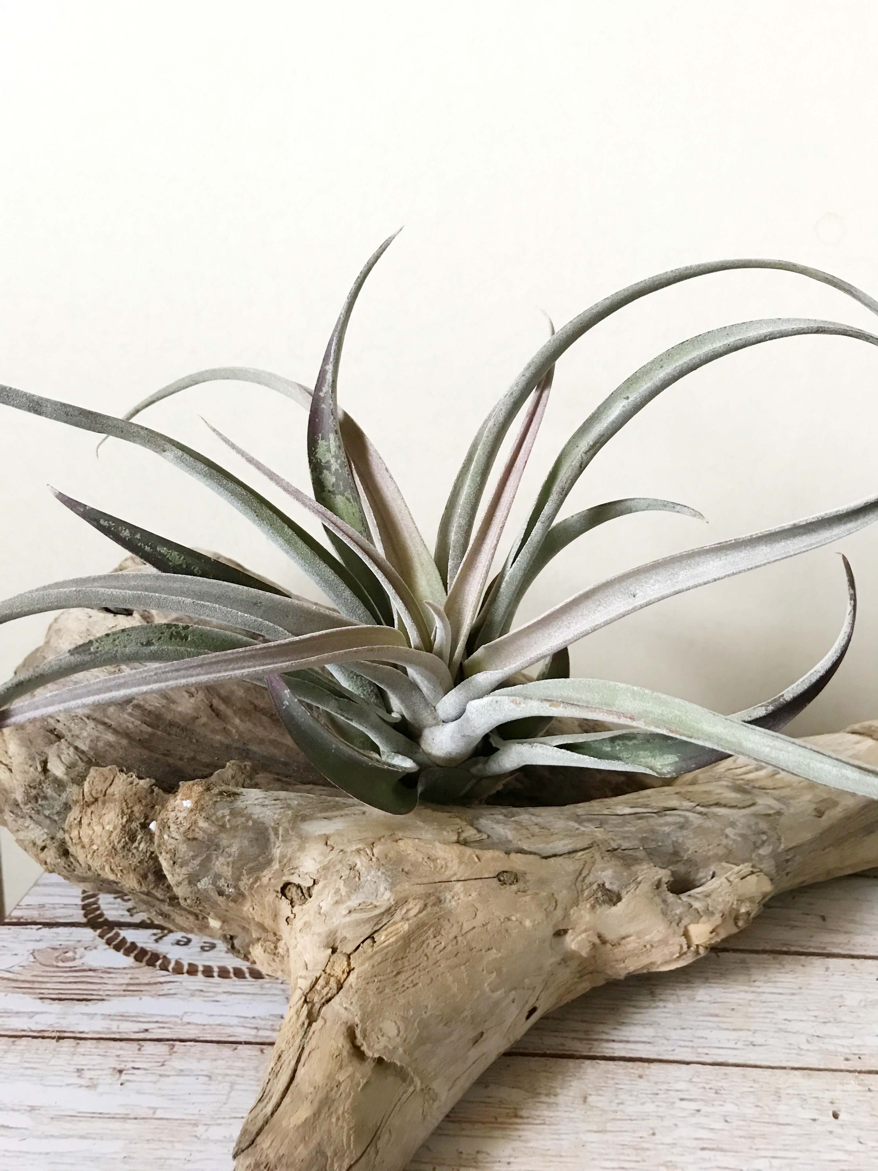 チランジア・チアペンシス（ジャイアントクローン） Tillandsia