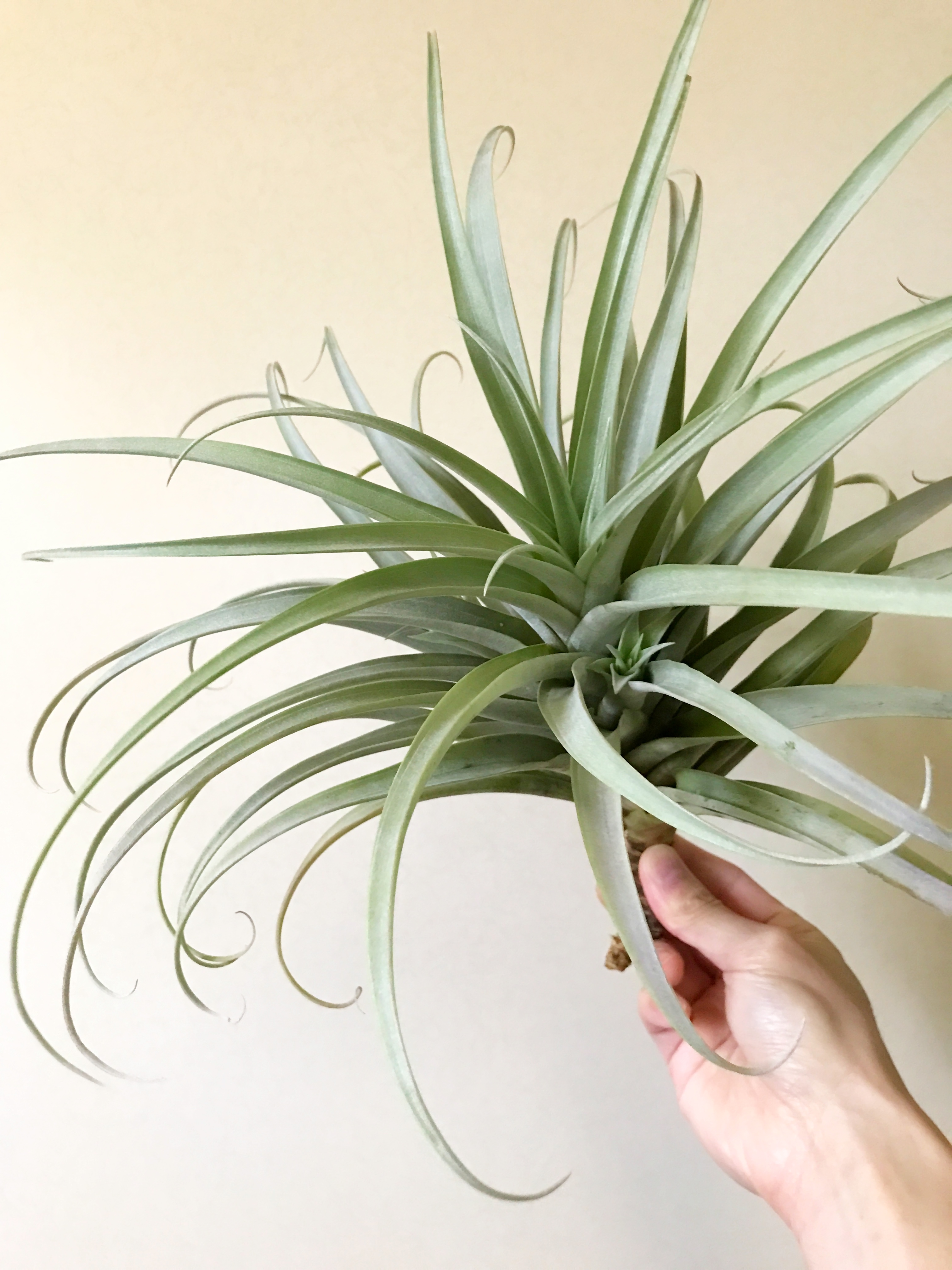 Frontier Plants】オンラインストア5月5日入荷予定のチランジア紹介