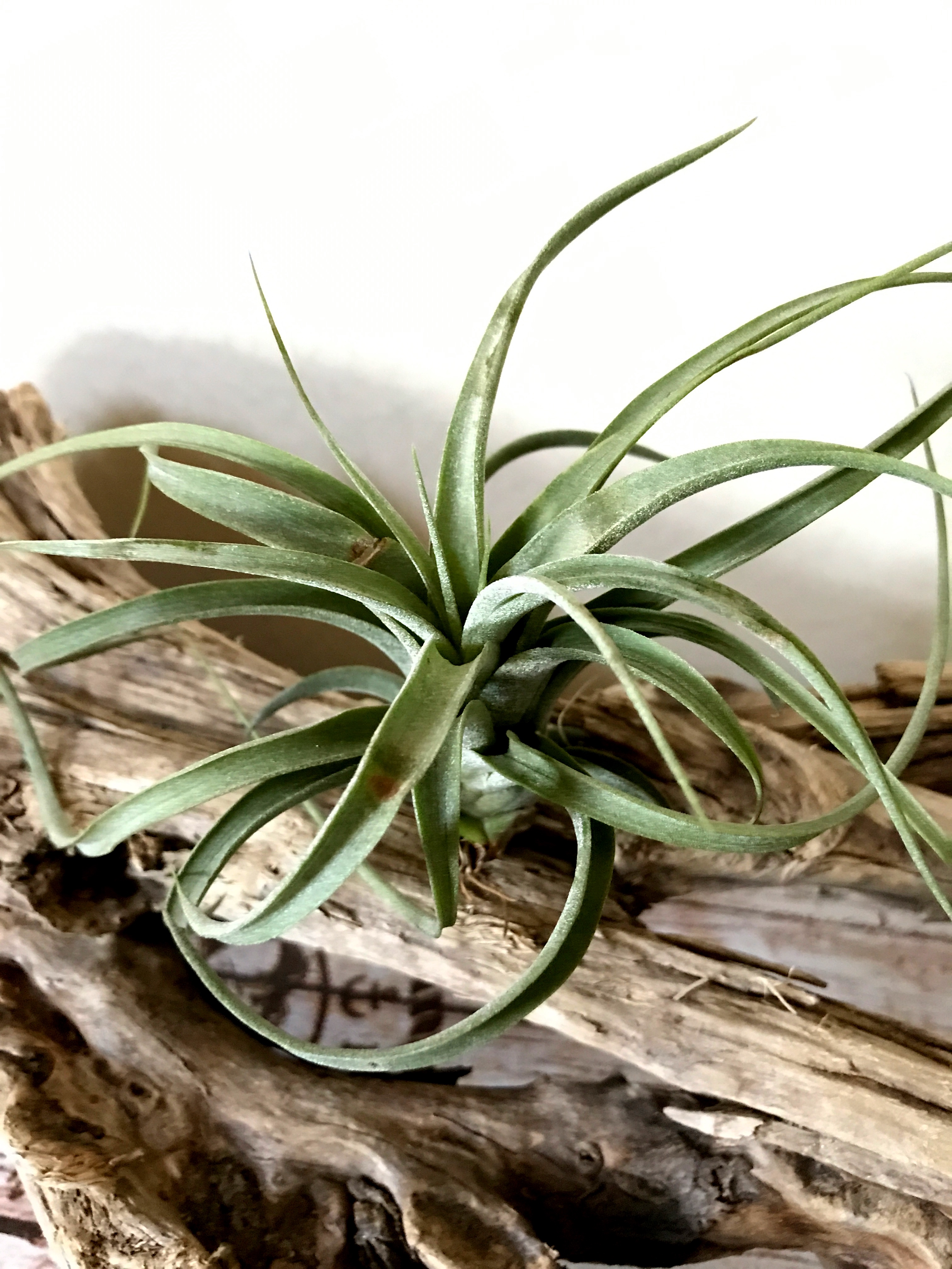 チランジア・コンコロール×ストレプトフィラ Tillandsia concolor × T