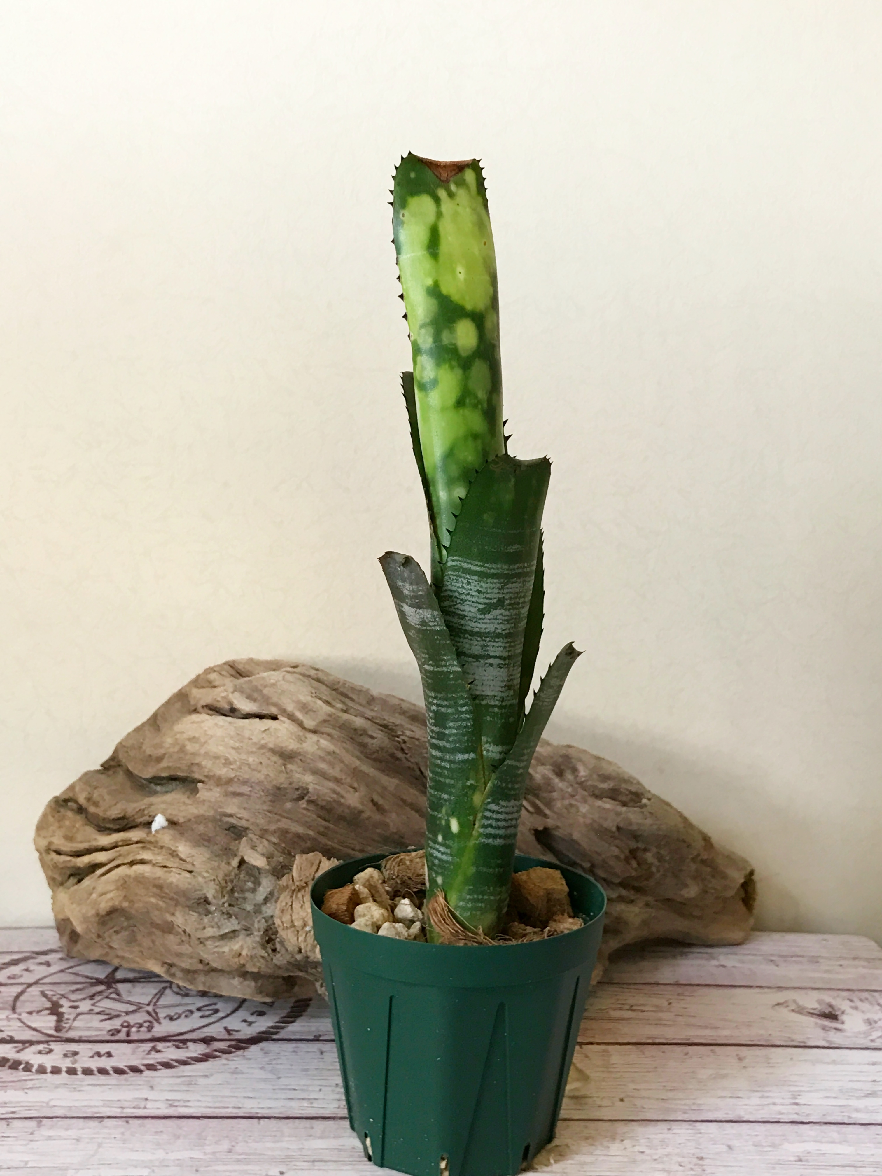 ビルベルギア・ヴィッタータ・ドミンゴスマルティンス Billbergia
