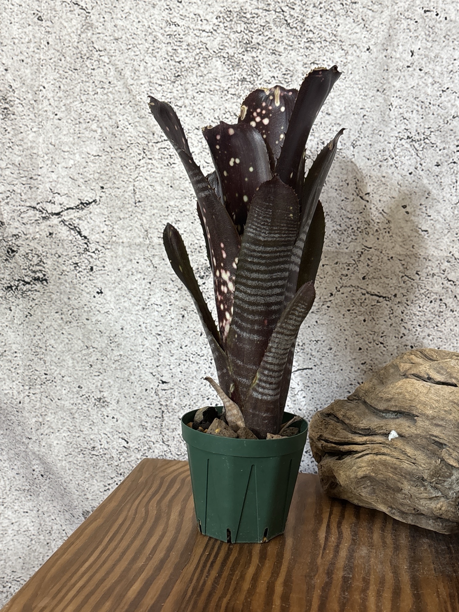 Frontier Plants】5月17日販売予定のタンクブロメリアの価格と画像を
