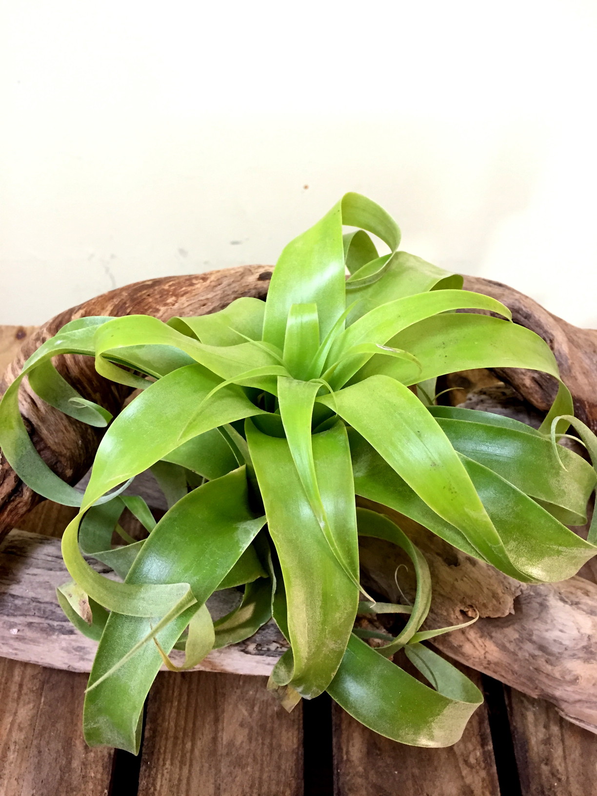 チランジア・サマンサ Tillandsia Samantha（T.kalbacheri×T.mooreana