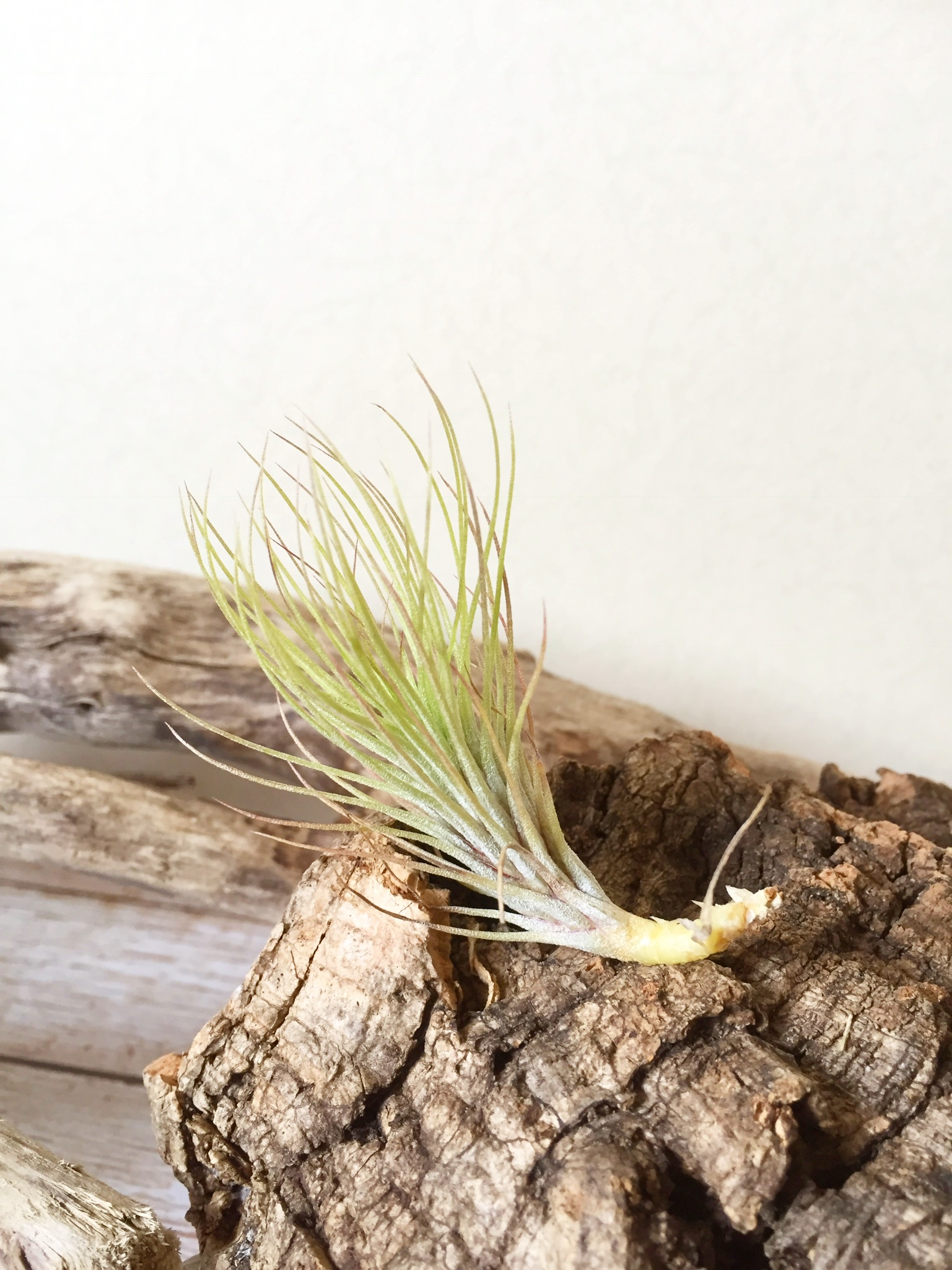 チランジア・フンキアナ・ハーブヒル Tillandsia funckiana 'Herb Hill