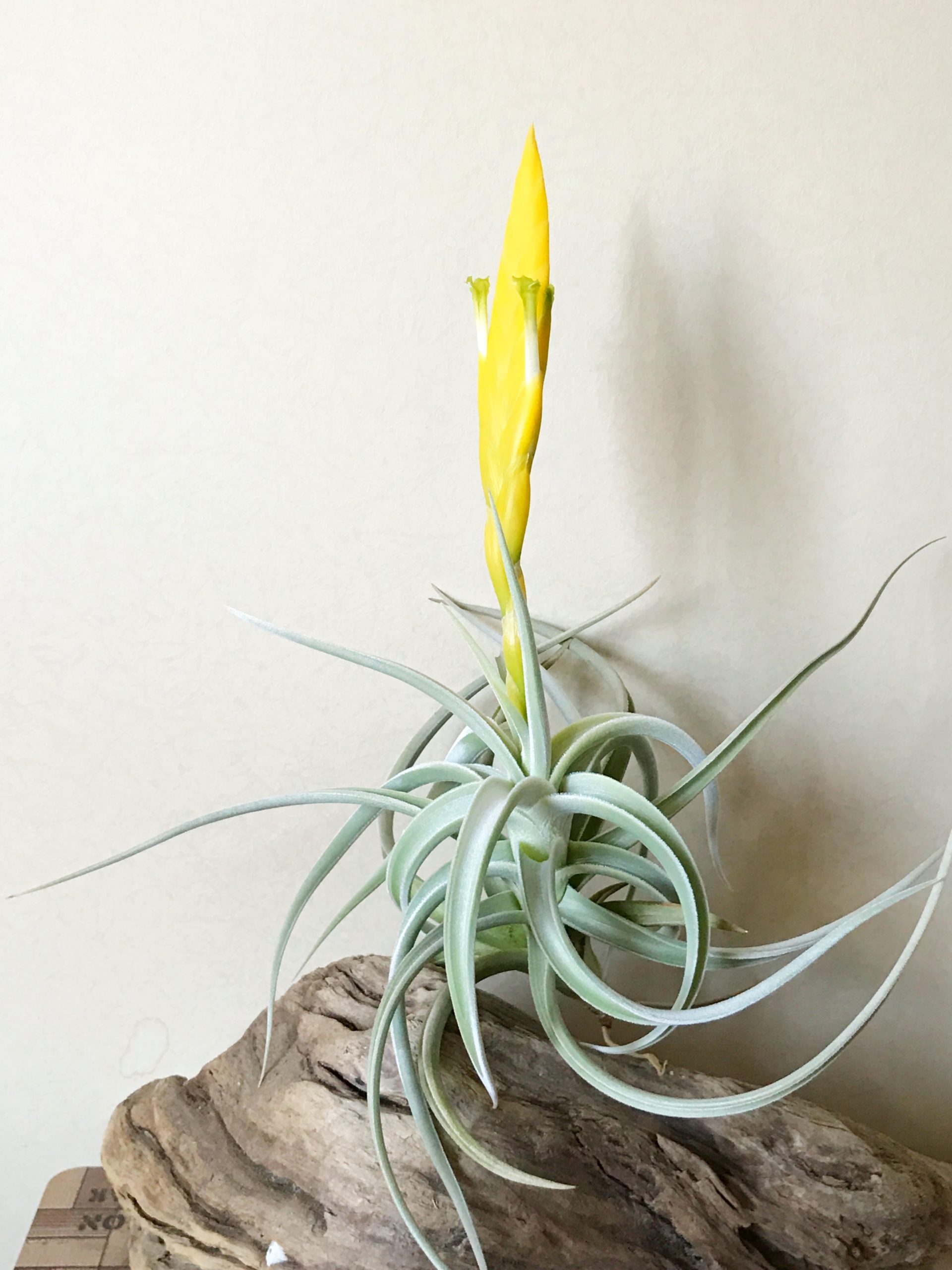 チランジア・ロッテアエ Tillandsia lotteae 育て方 図鑑 | Frontier