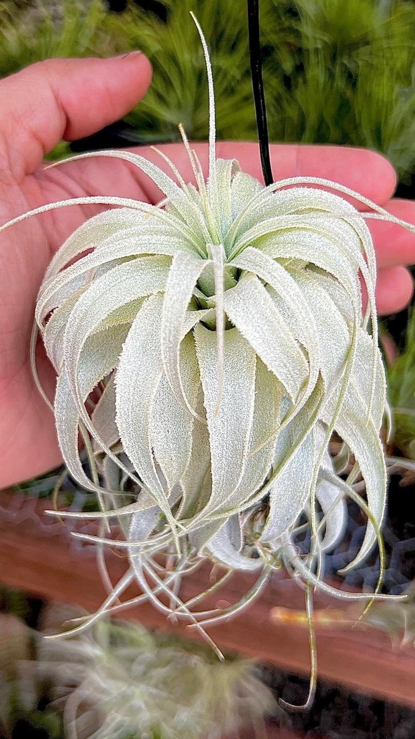 Chapuensis var Turriformis RARE – Air Plant Hub
