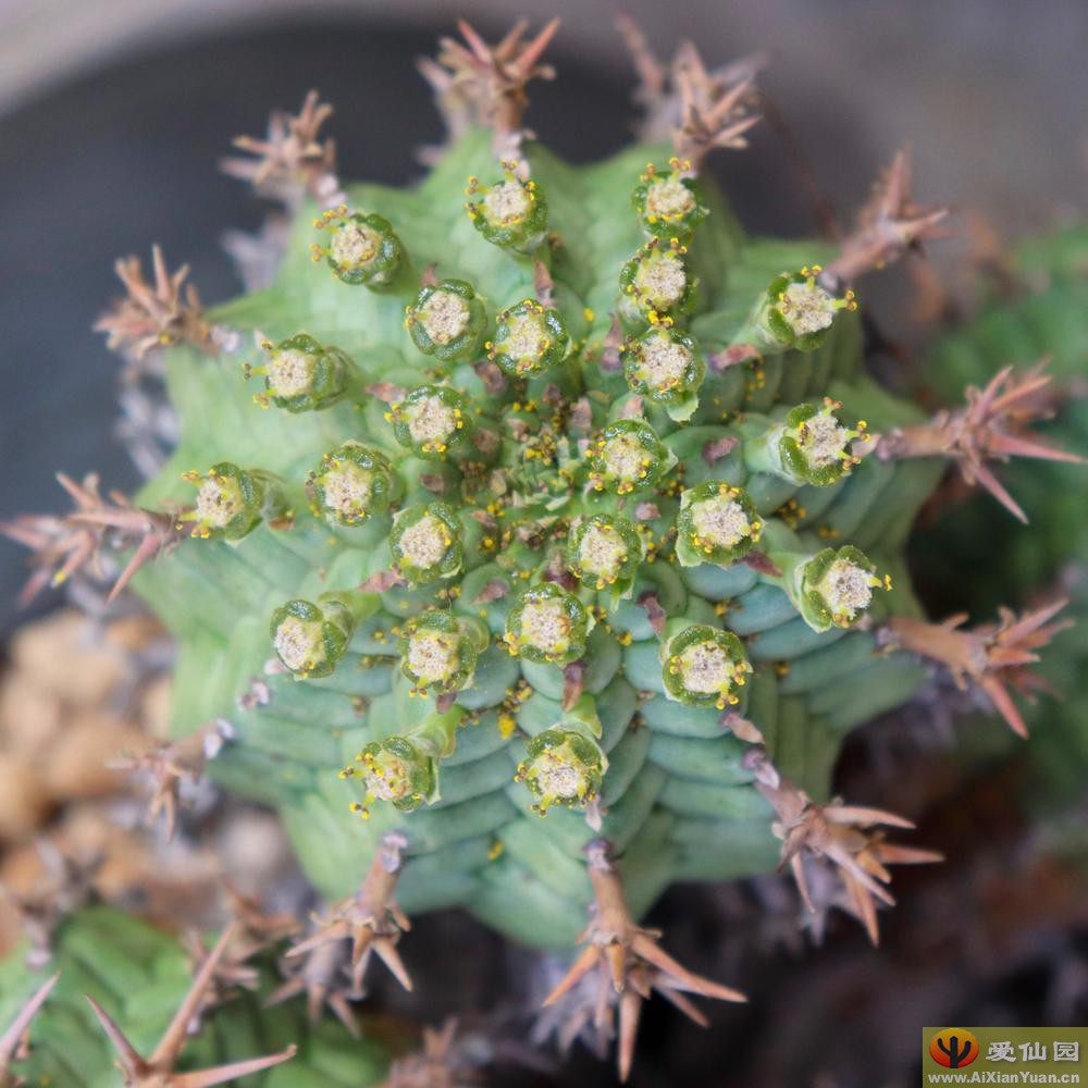 群星冠_(Euphorbia stellispina(stellaespina))_大戟属仙人球_爱仙园