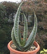 アロエ ガリエペンシス/双子座アロエ/酔鬼亭/花蟹丸(Aloe gariepensis