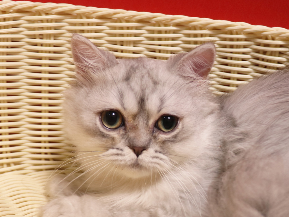 ミヌエットの子猫販売 ミヌエットブリーダーの子猫出産情報 子猫専門