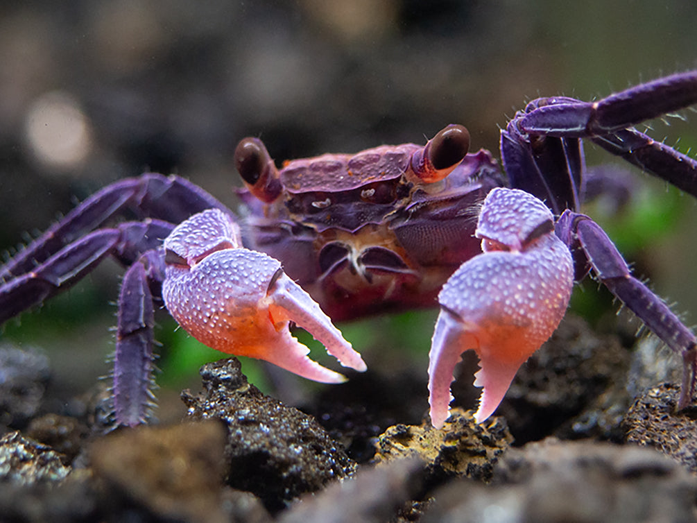 Carnival Vampire Crab (Geosesarma sp.) - Aquatic Arts