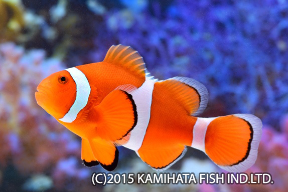 地域別 カクレクマノミ｜神畑養魚株式会社