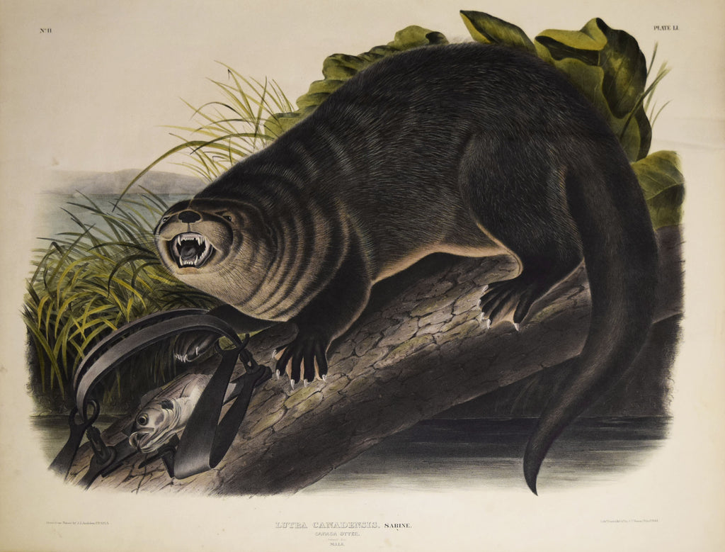 John James Audubon (1785-1851) & John Woodhouse Audubon (1812-1862