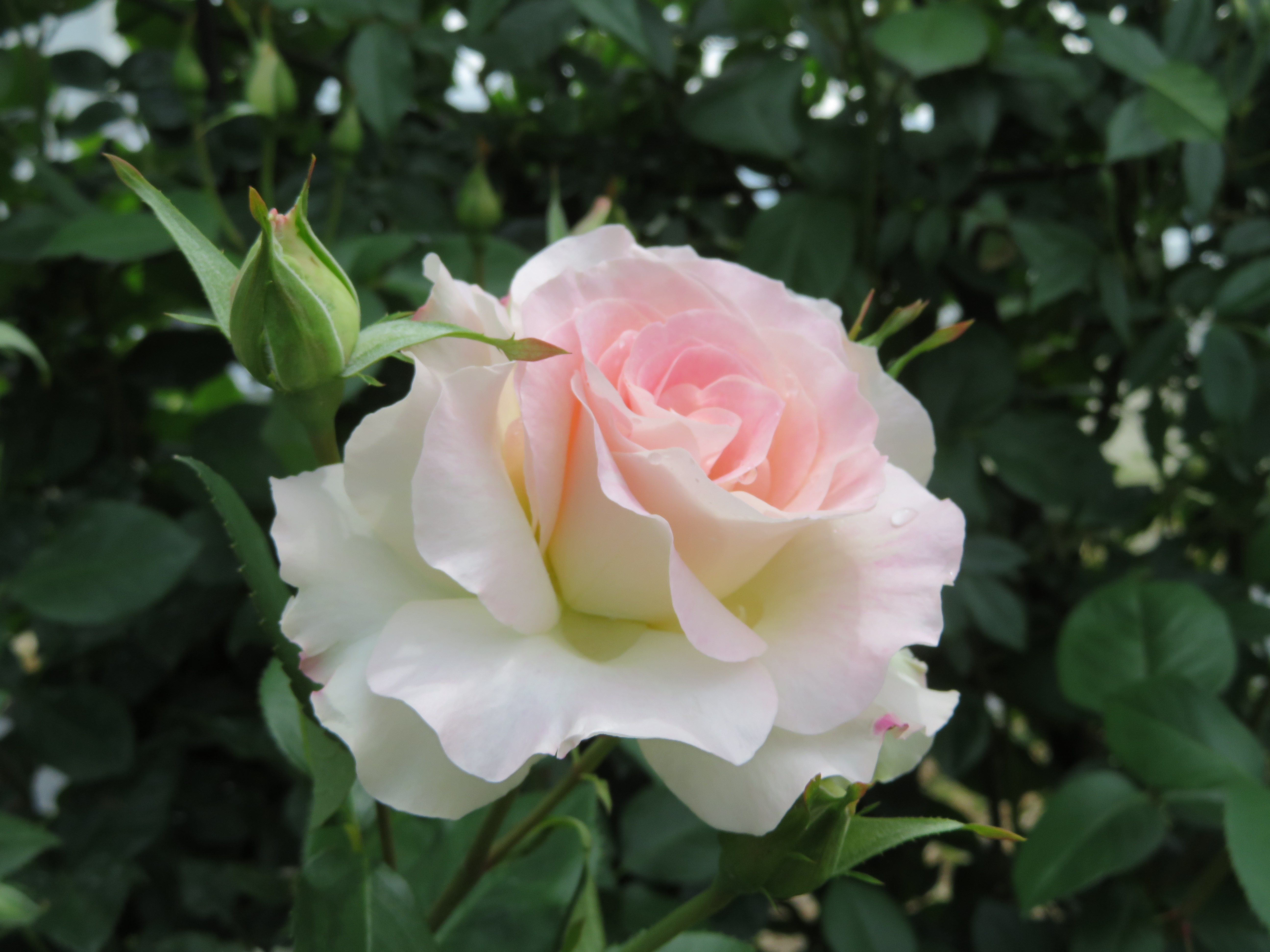 5/29 薔薇を際立たせるたくさんの花とモニュメント🎵 | 佐藤梨園の