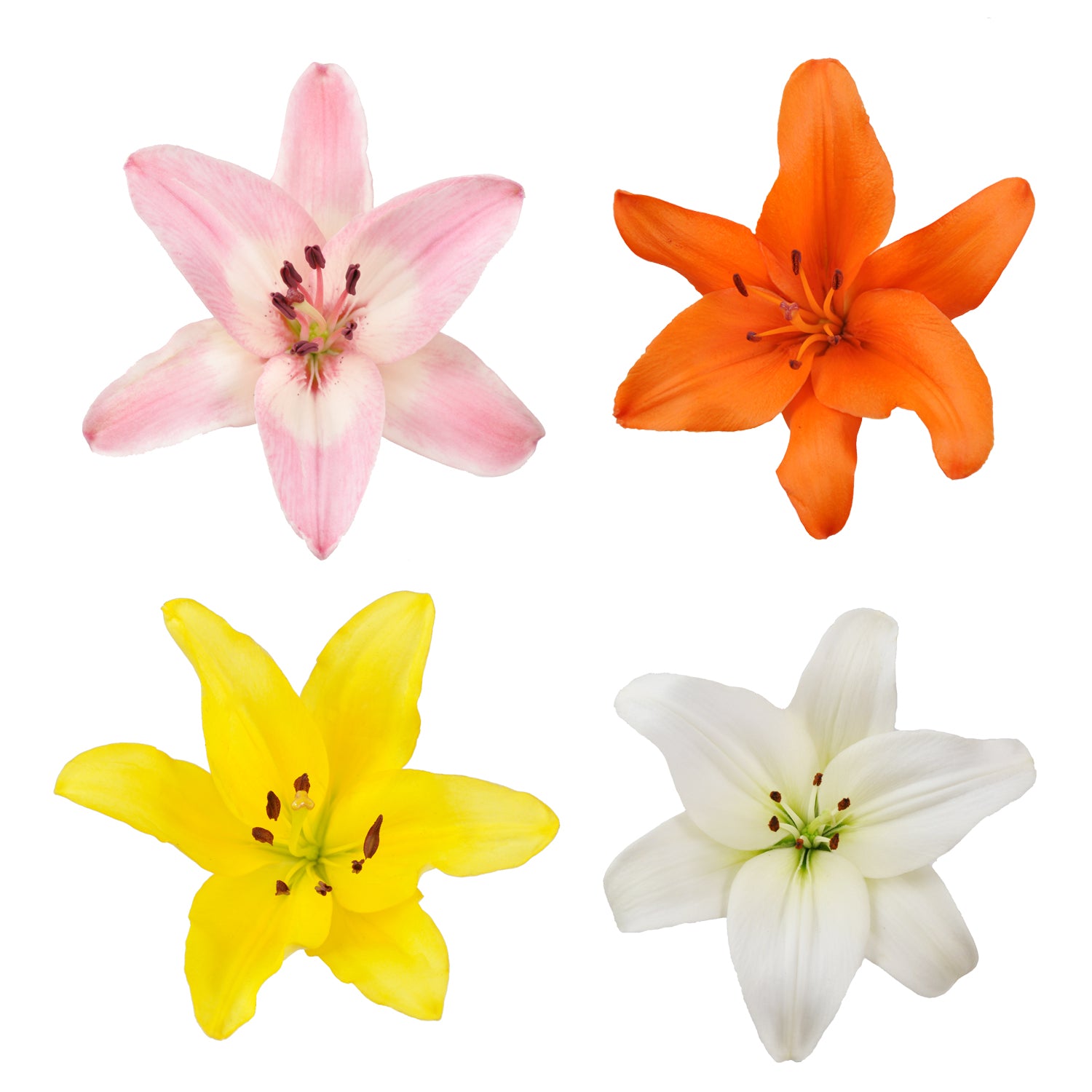 Assorted_L.
