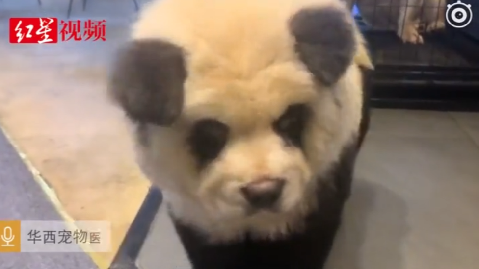 チャウチャウちゃう？ 中国の「パンダ」カフェ - BBCニュース