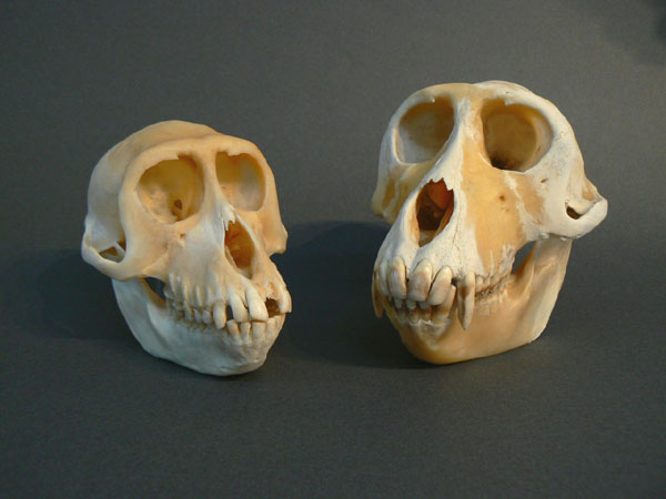 sarupair.jpg