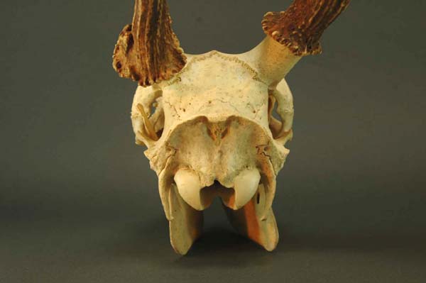 e-sika087.jpg
