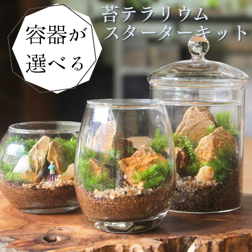 容器が選べる】苔テラリウム スターターキット｜初心者向け 【苔3種