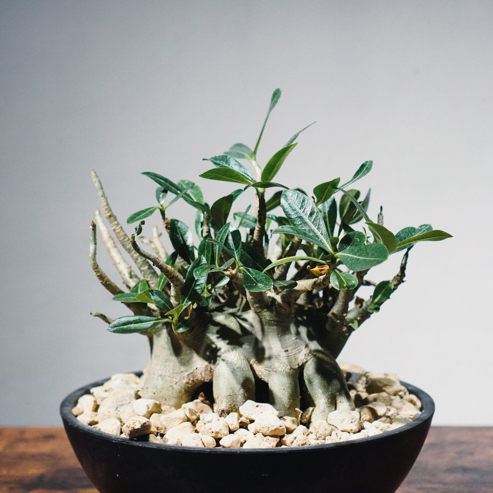 1点物】アデニウム・アラビカム (アラビクム) | Adenium arabicum