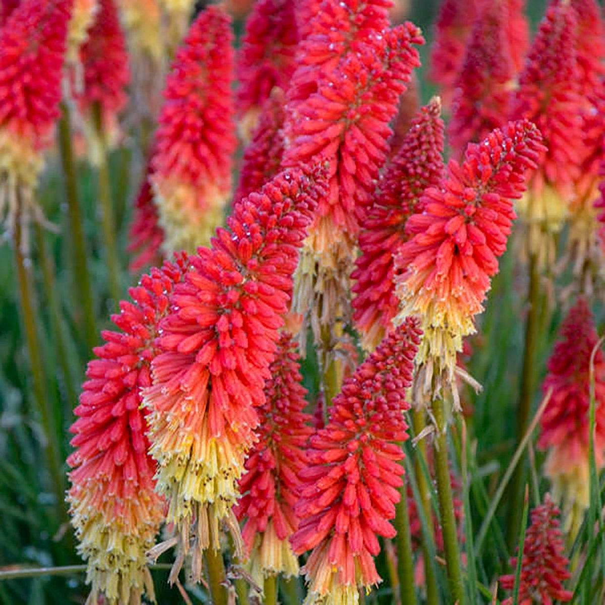 Rocket's Red Glare Red Hot Poker – LandscapeDirect