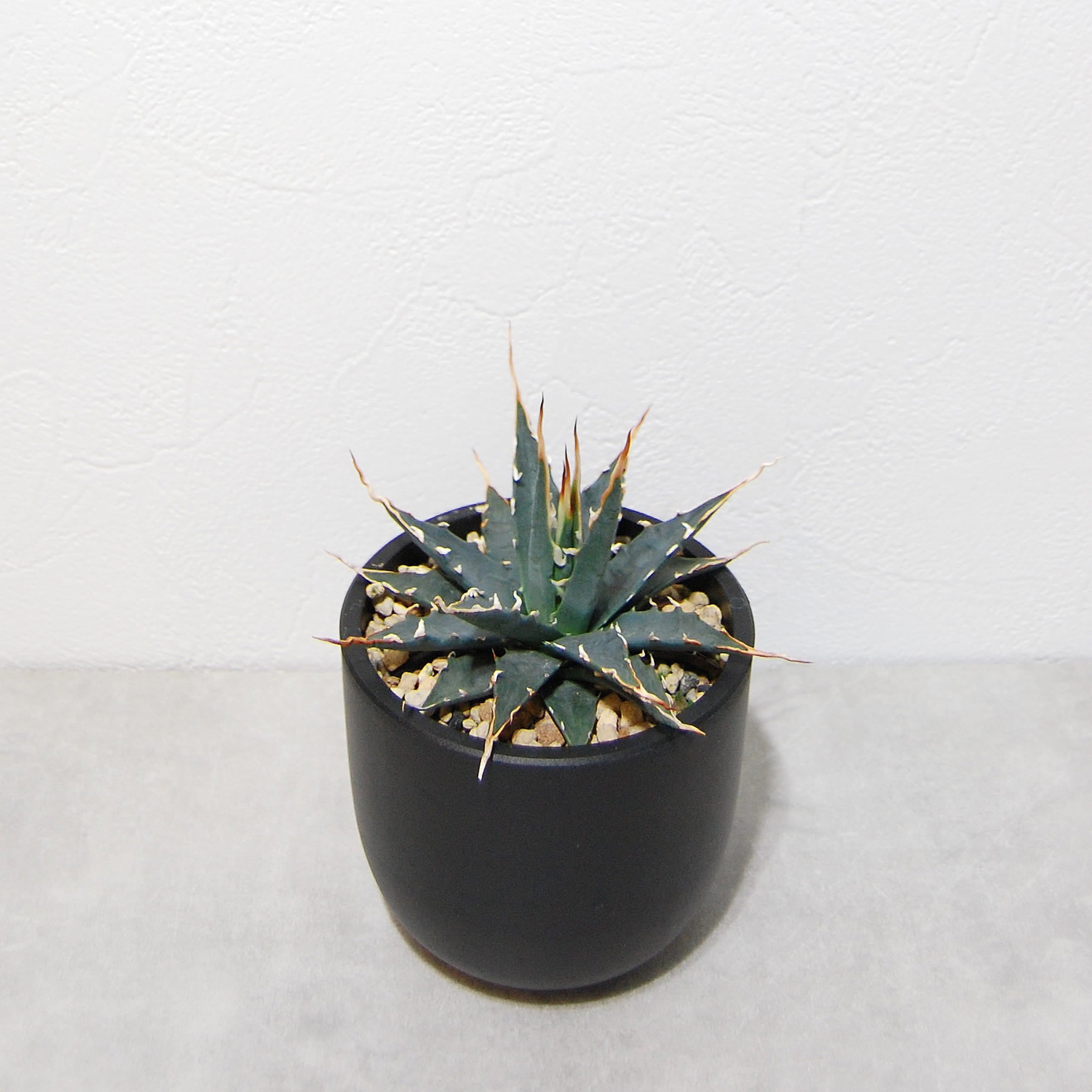 agave-utahensis-var-eborispina