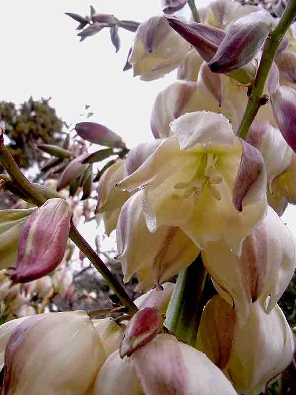 アツバキミガヨラン(ユッカ・グロリオサ) -Yucca gloriosa-