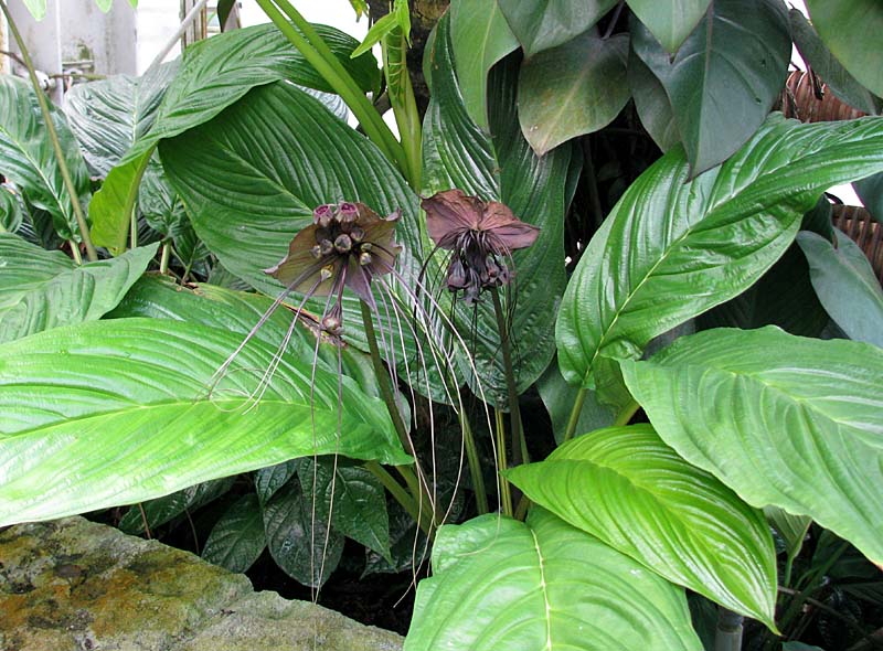 タッカ・シャントリエリ -Tacca chantrieri-
